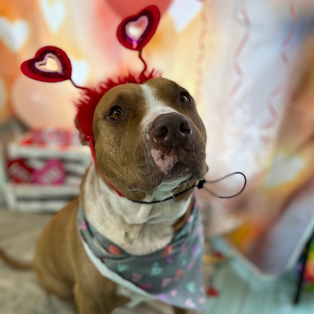 Smiley Badass alum Sapphire (fka Sapphire Beach and now also known as Saphy, Saphs, Saphy B, and The Boops) is happy as can be because she just celebrated her 6-month ADOPTIVERSARY with her forever humans! 

Sweet Saphy from St. Thomas became an imme