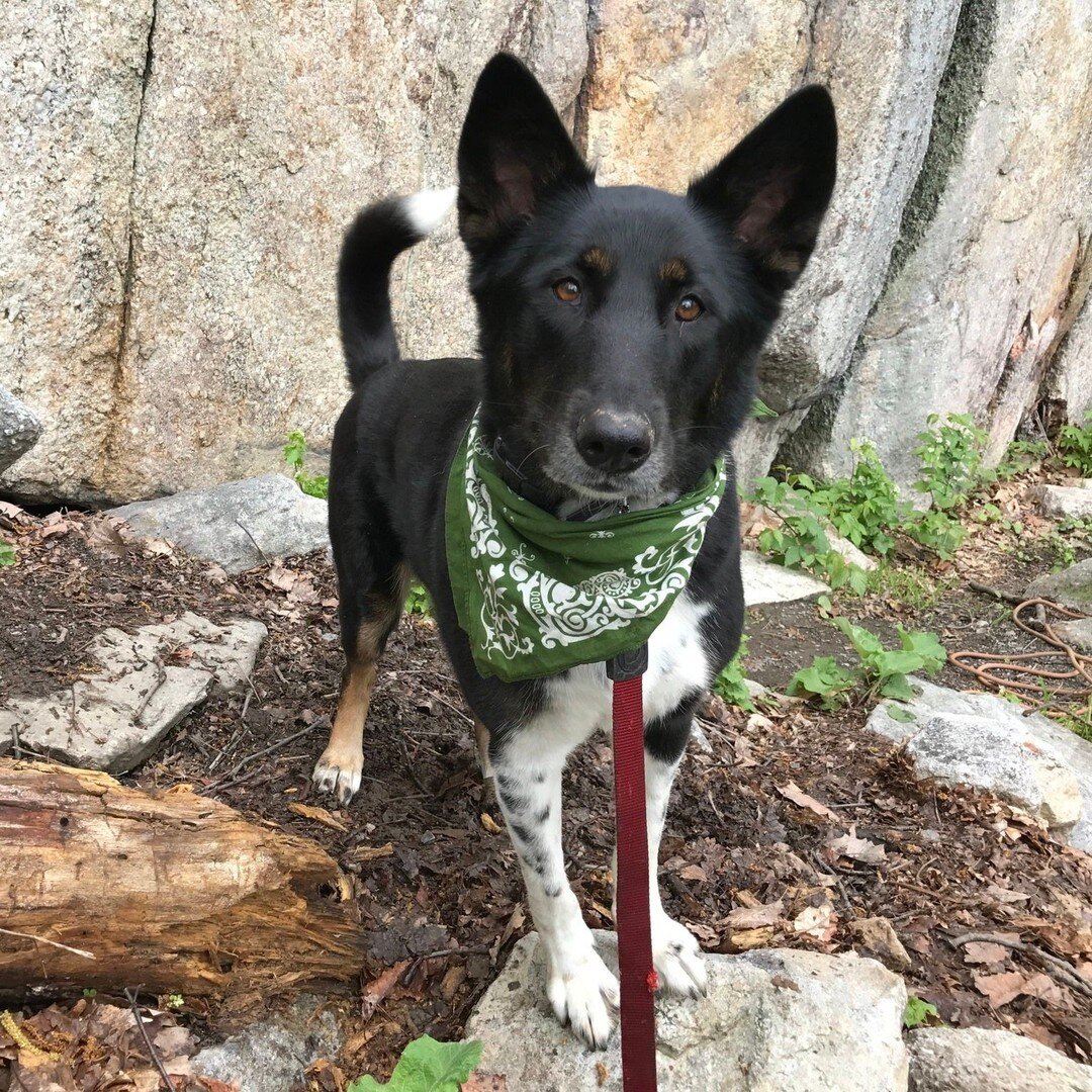 This pointy-eared cutie is Kimchi! She is a Shepherd mix in her senior years, and it&rsquo;s time she finds her forever home. 
. 
Kimchi has some anxiety when it comes to new people and other dogs, but she has been in our board and train program at L