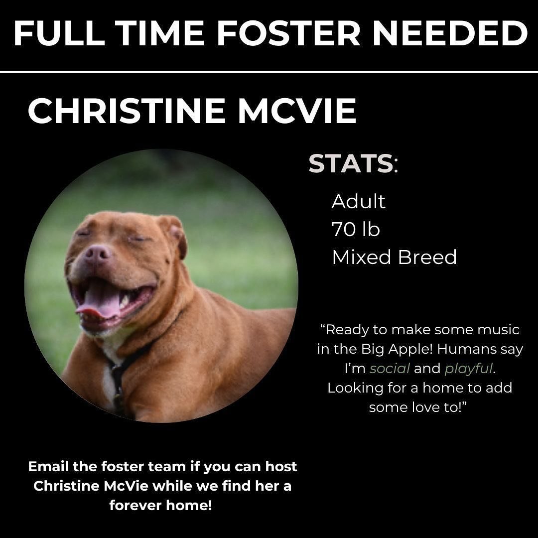 We have some new dogs looking for full time fosters! If you&rsquo;re able to offer a home to one while we help their forever families find them send the foster team and email to let us know!