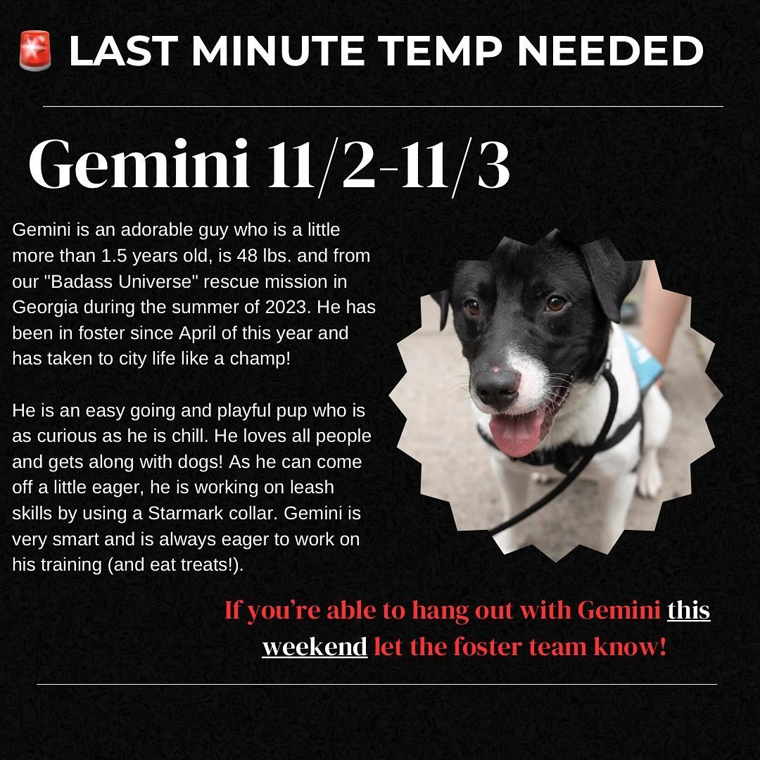🚨🐶We&rsquo;ve had a last minute temp request come in we&rsquo;re looking for coverage for. Can you hang out with this cutie this weekend? Email the foster team to let us know!
