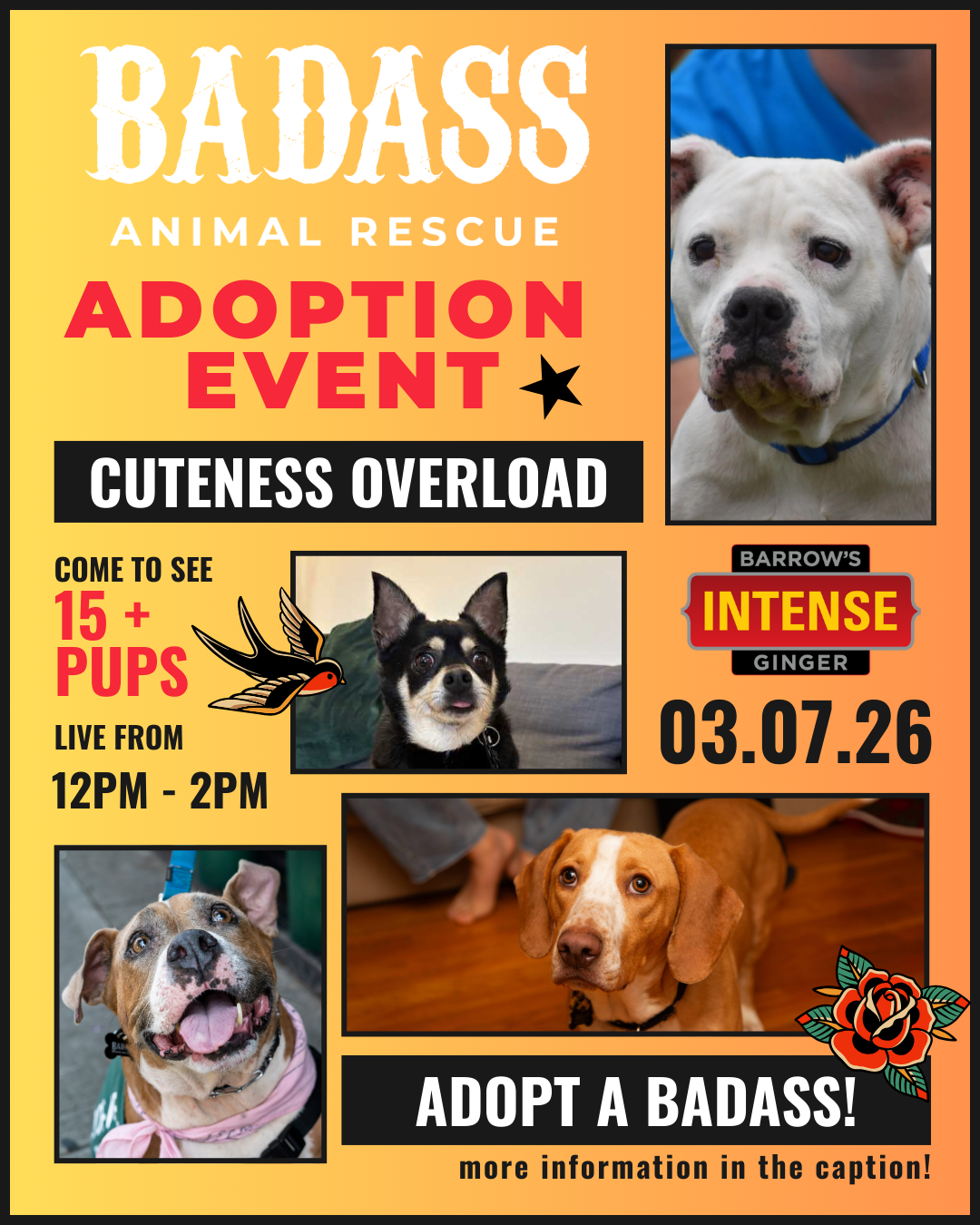 Adoption Event @ Barrow’s Intense Tasting Room (86 34th St, Brooklyn, NY 11232) - Industry City