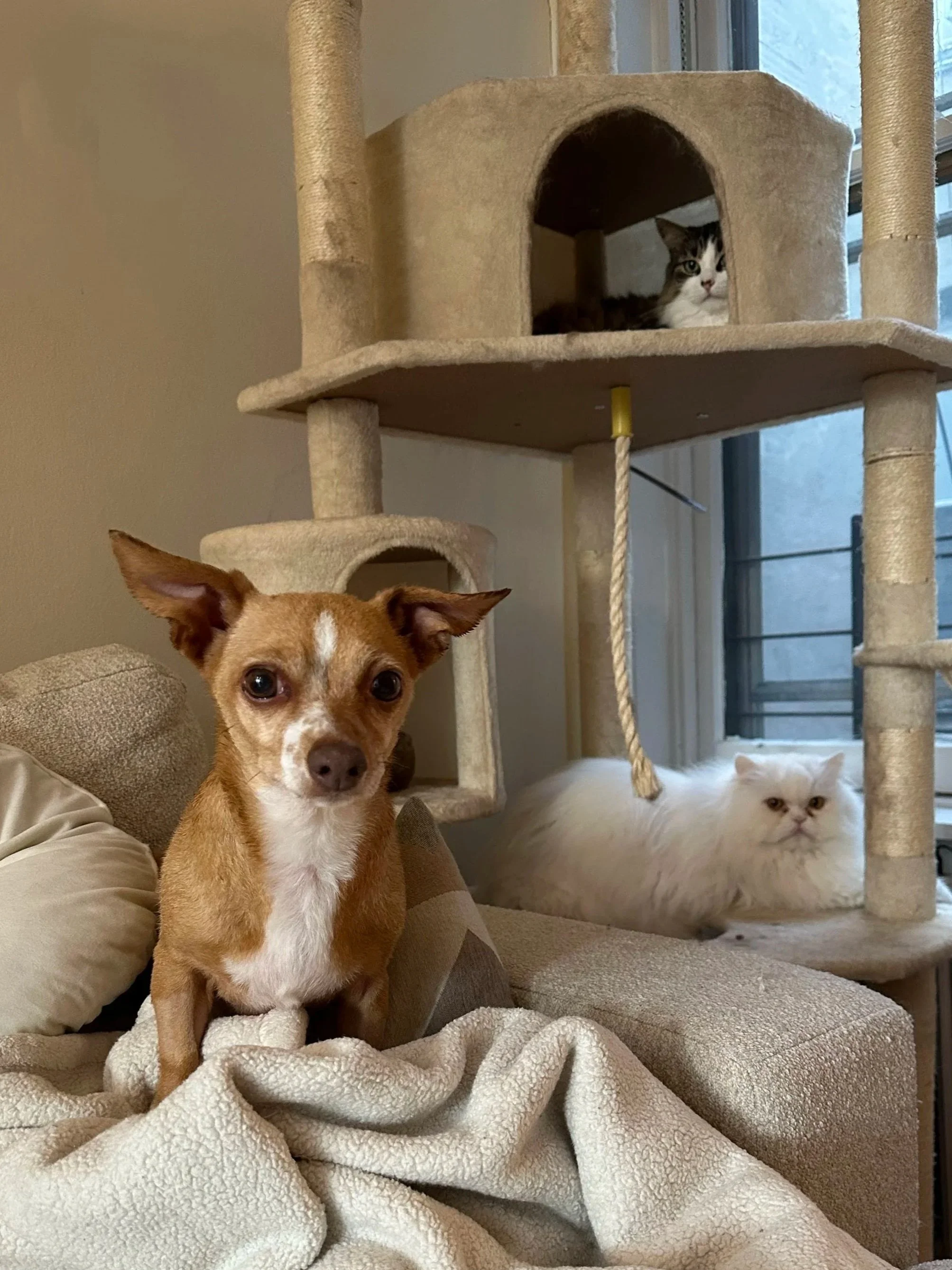 Amy+Madigan+-+NYC+Foster+6.jpg