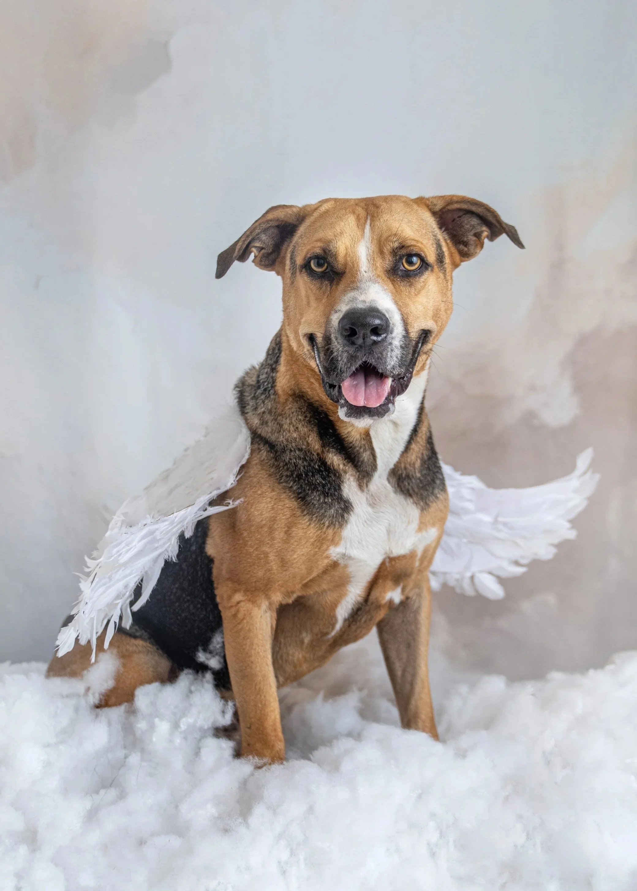 Rex+-+Angels+Photoshoot+-+Jen+Hillenga+12.jpg