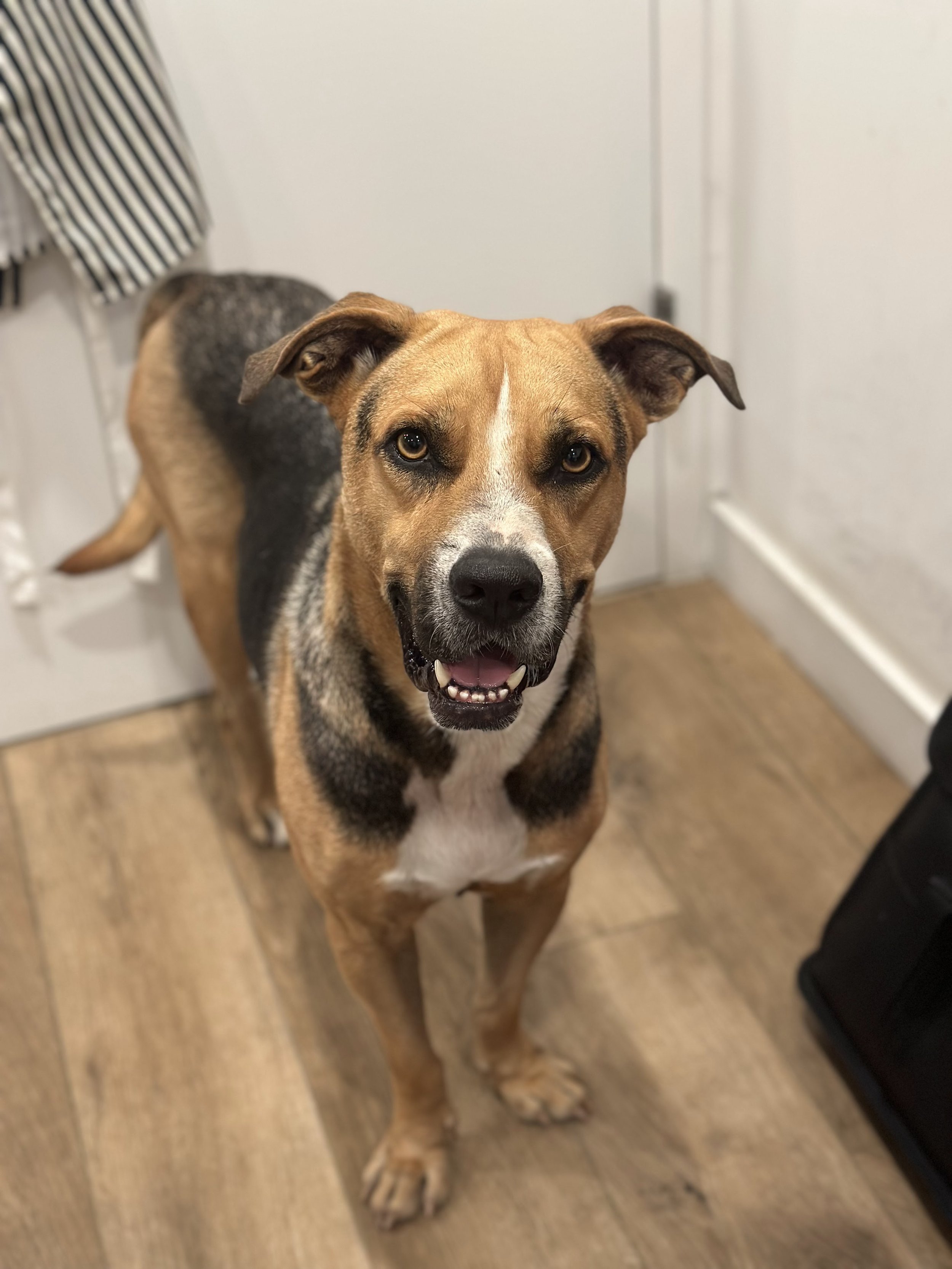 Rex - NYC Foster 13.jpeg