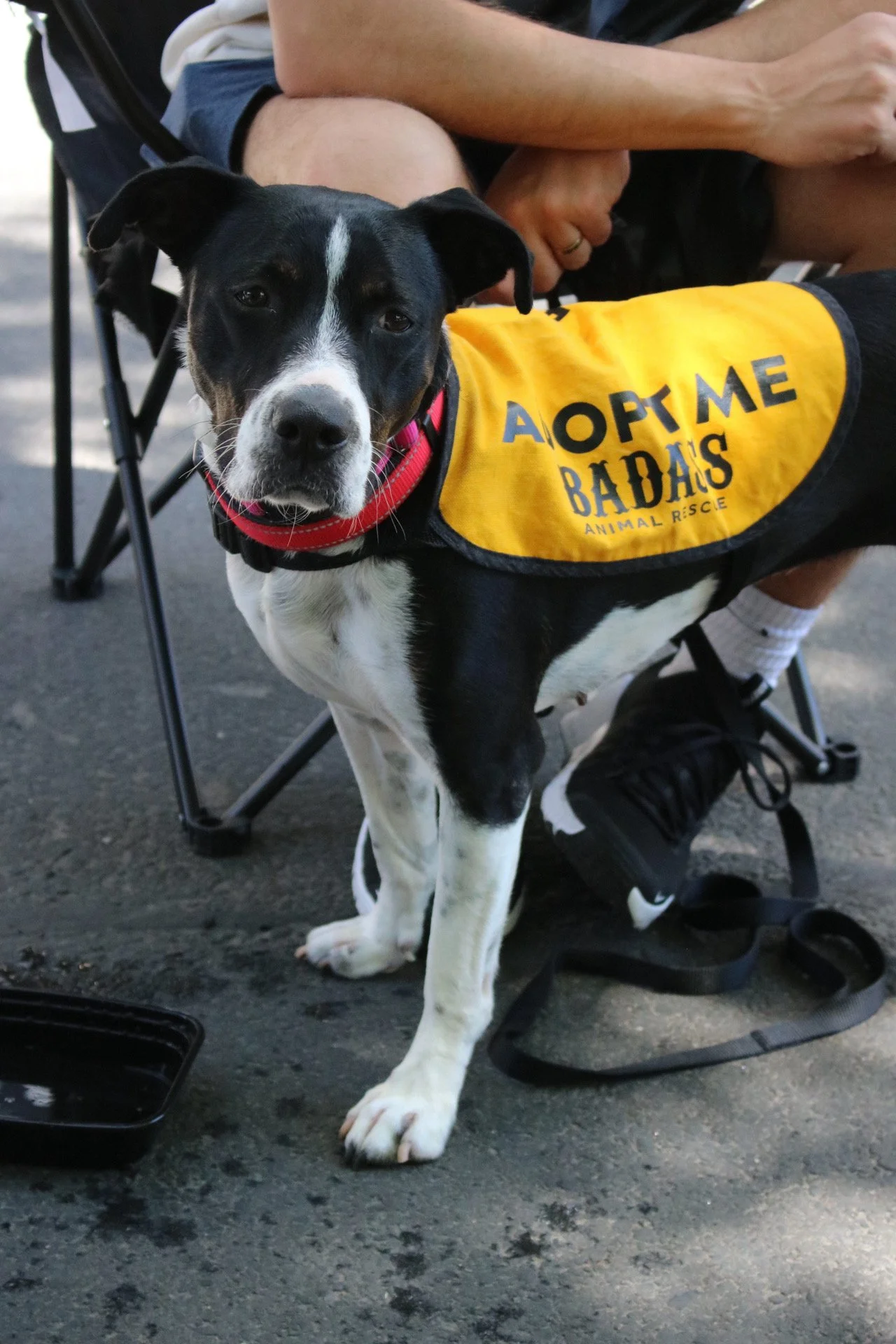 Freret - Adoption Event - Clare Lockhart 6.JPG
