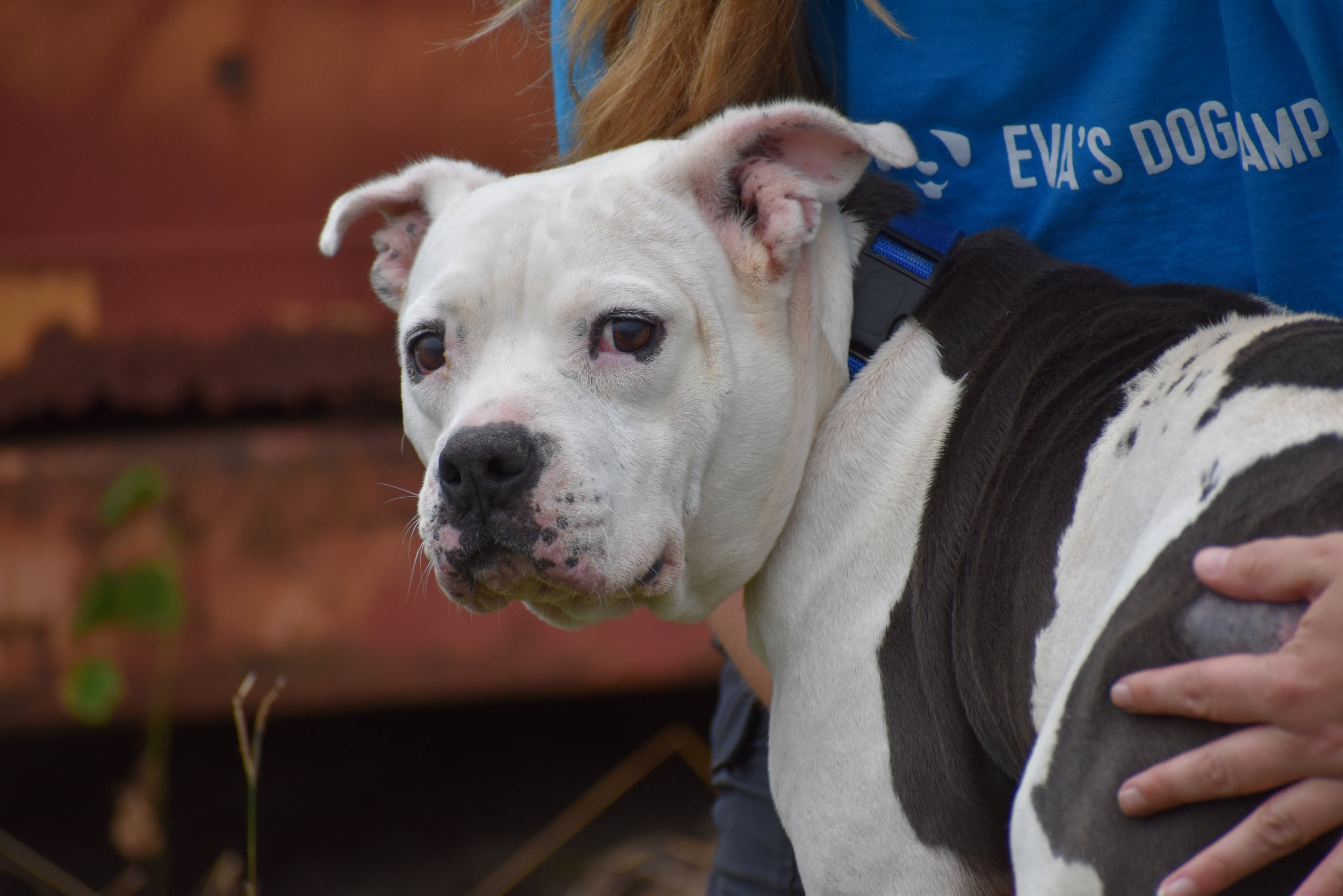 Boom - Shelter 4.JPG