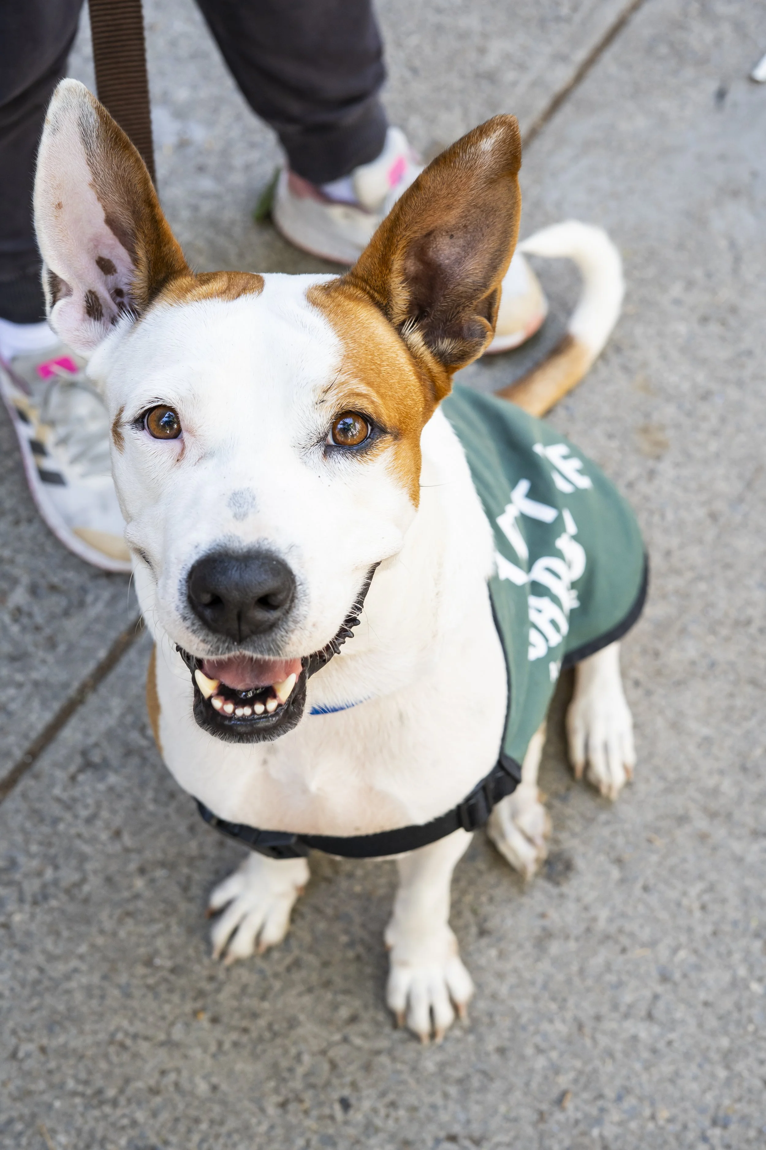 Cleopatra - Adoption Event - Carly Boyle 2.jpg