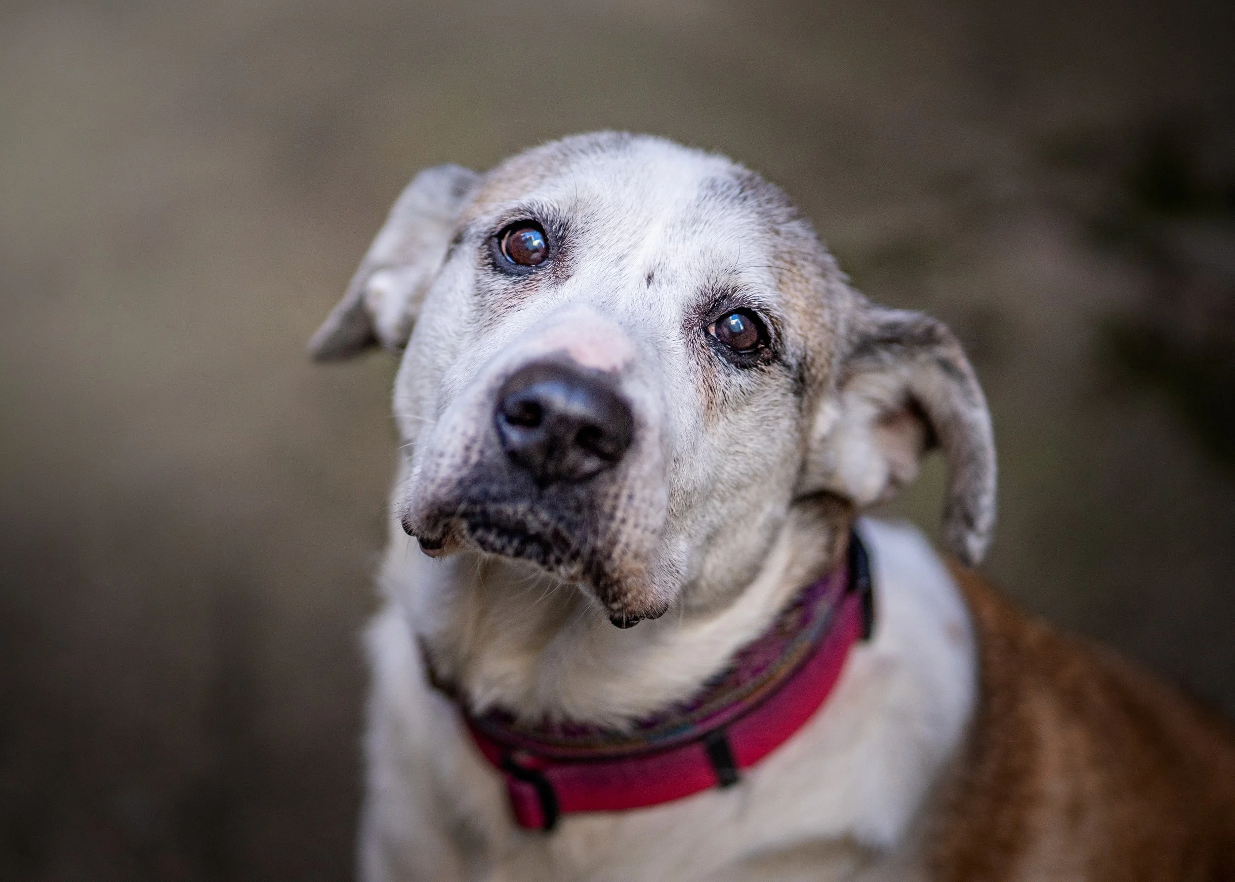 Ways to Give — Badass Animal Rescue