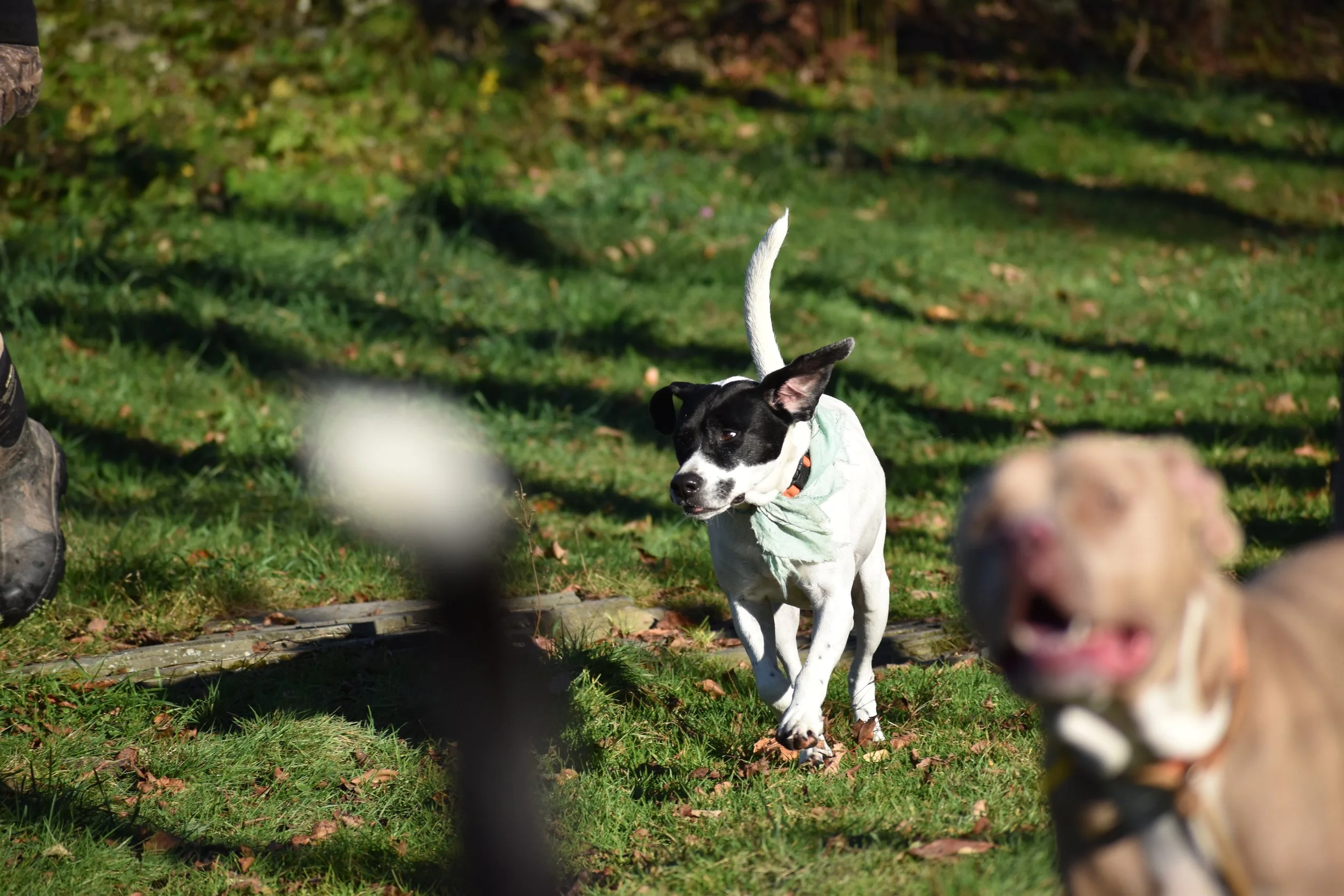 DSC_0252.JPG