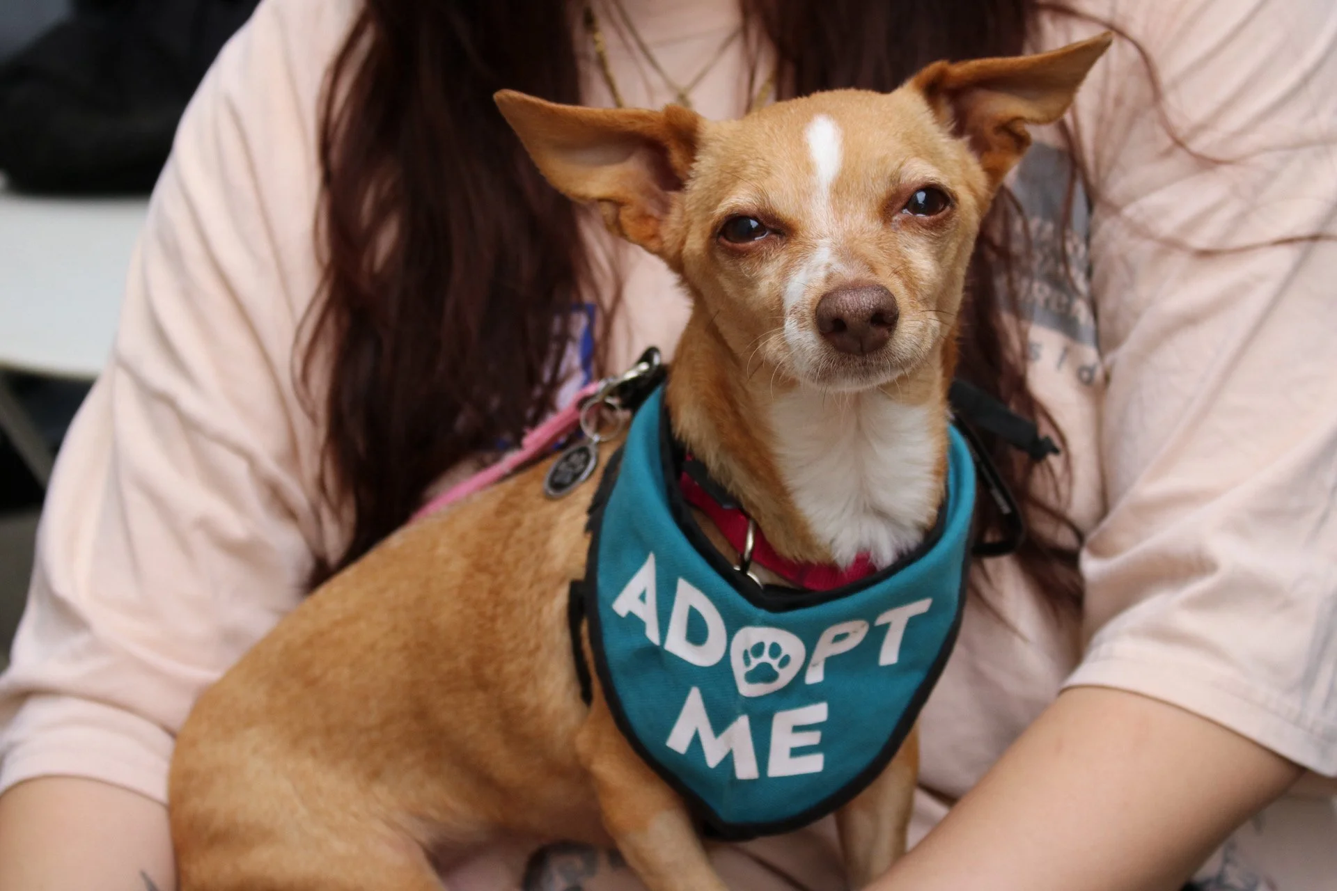 Amy Madigan - Adoption Event - Clare Lockhart 4.JPG