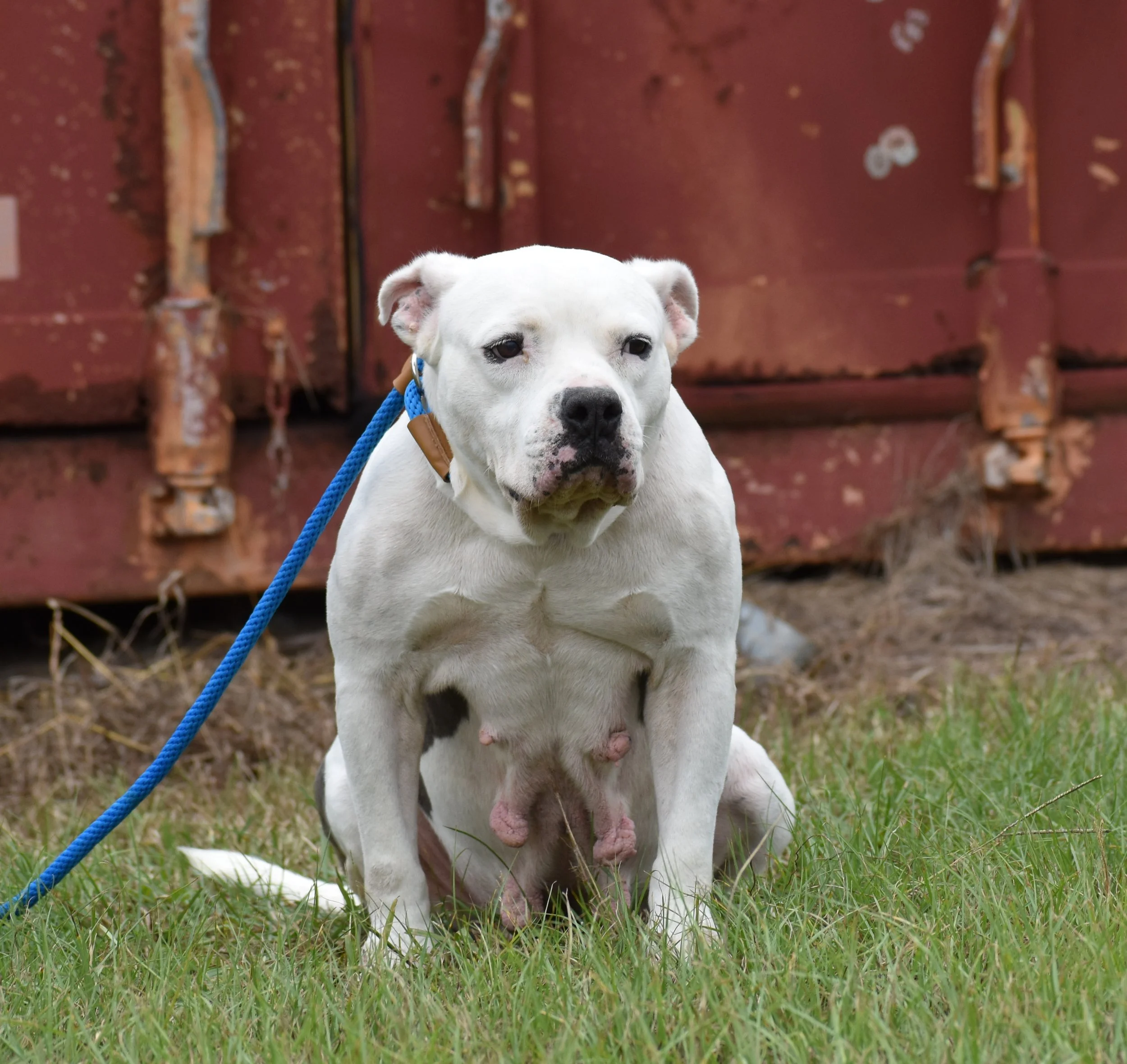 Boom - Shelter 17.JPG