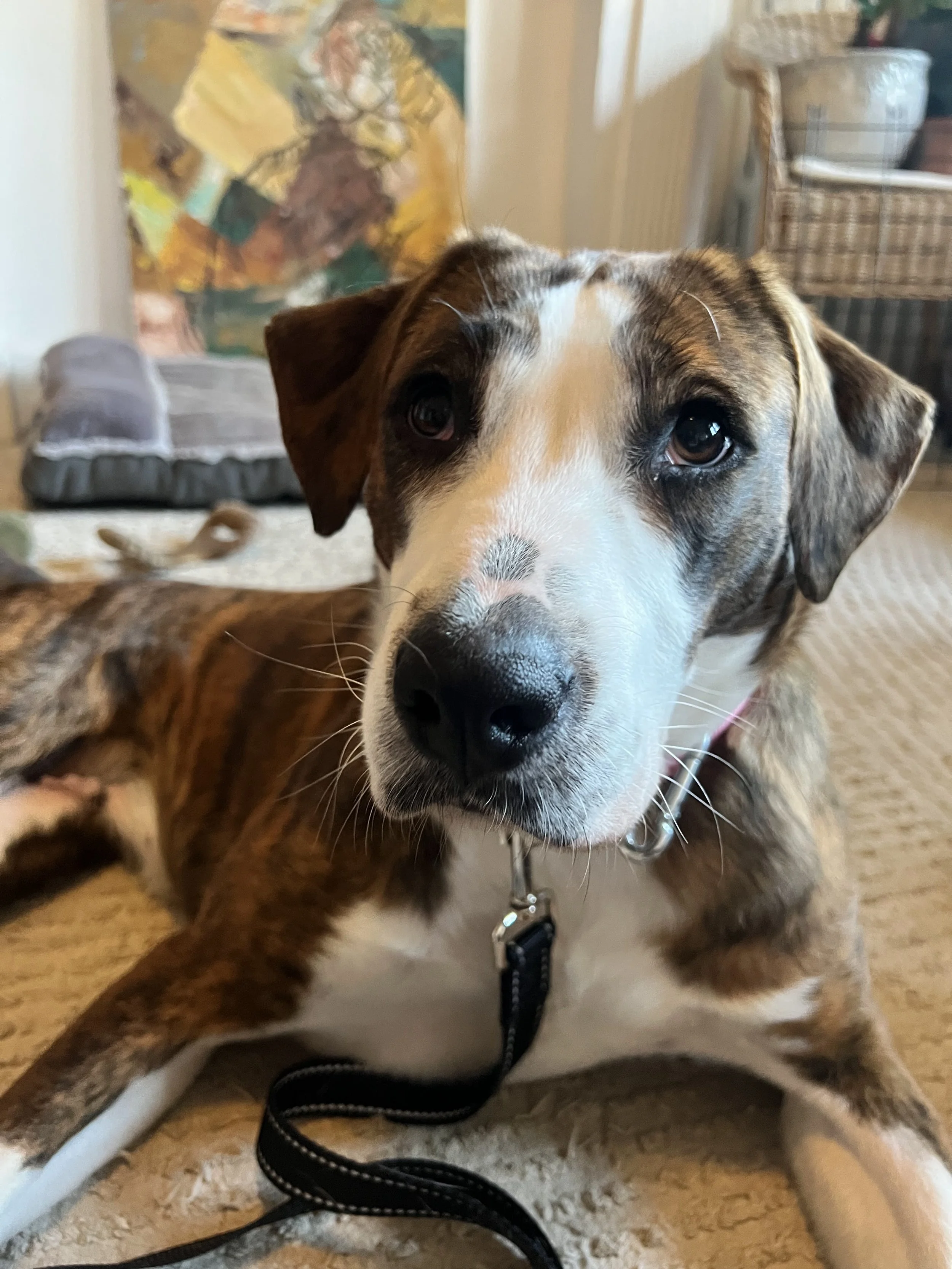 Natalie Anderson - NYC Foster 11.jpeg