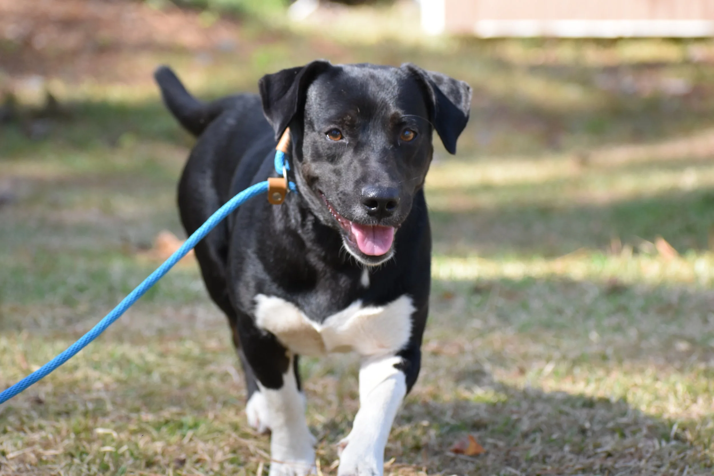 Mia Hamm - Shelter 13 (2).JPG