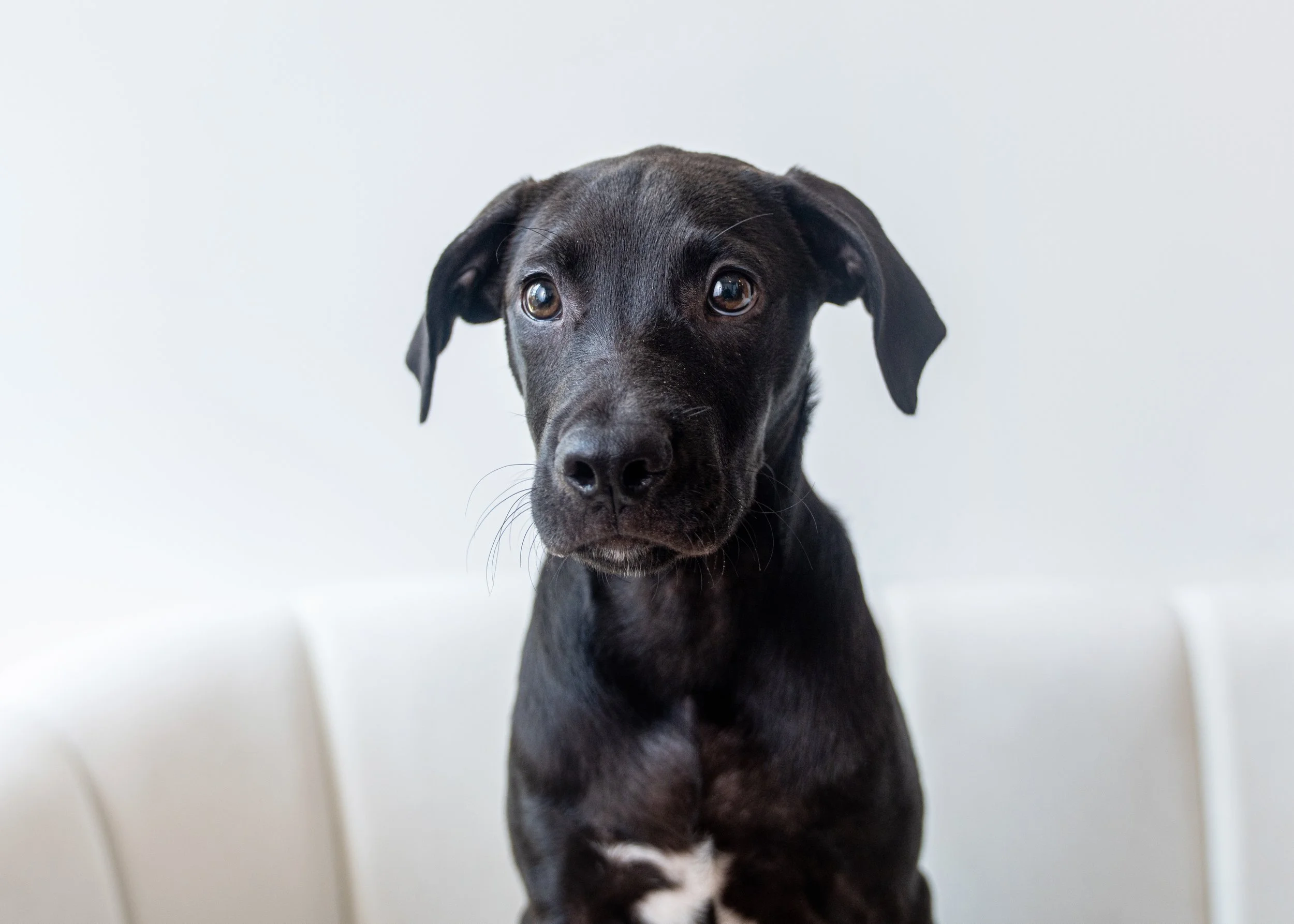 Louie-Bloo Raspberry - Angels Photoshoot - Jen Hillenga 9 (1).jpg