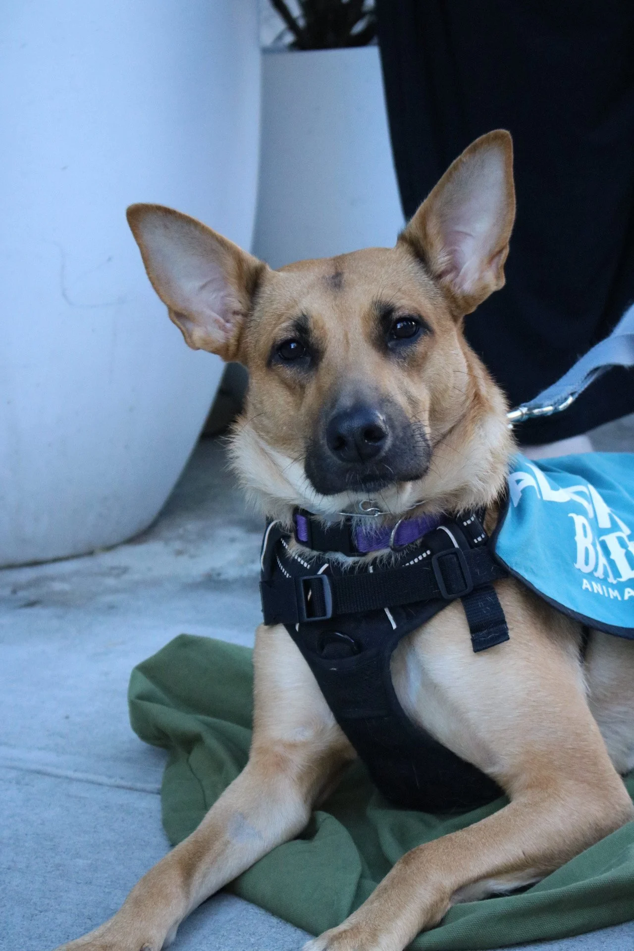 Everything Bagel - Adoption Event - Clare Lockhart 1.JPG