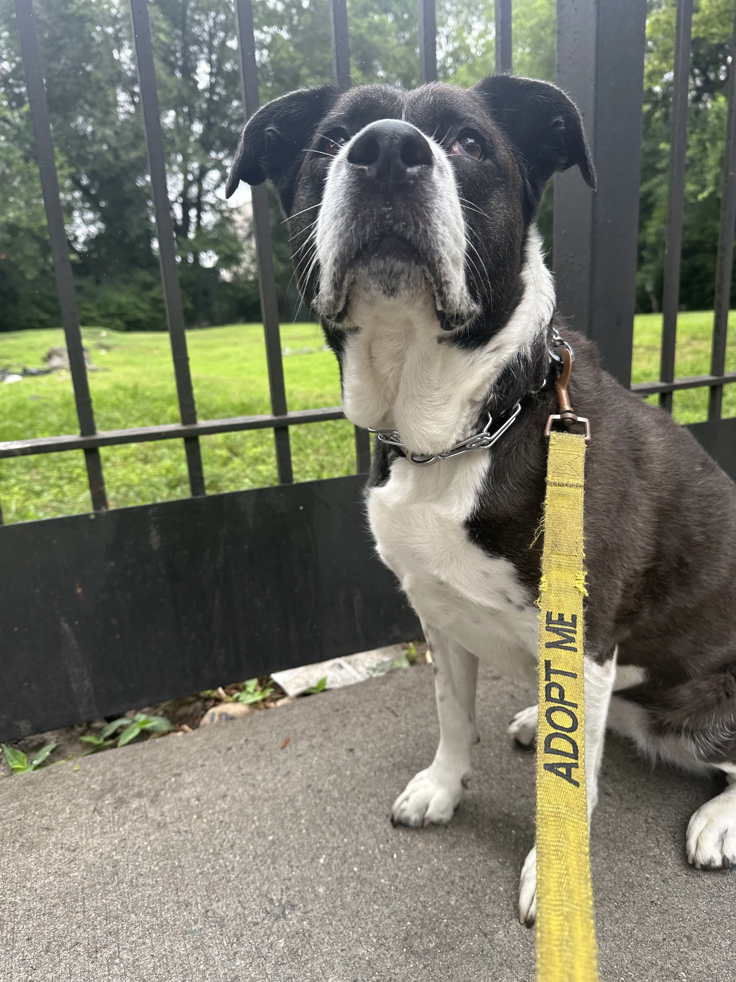 Justine Biagi - NYC Foster 34.jpeg