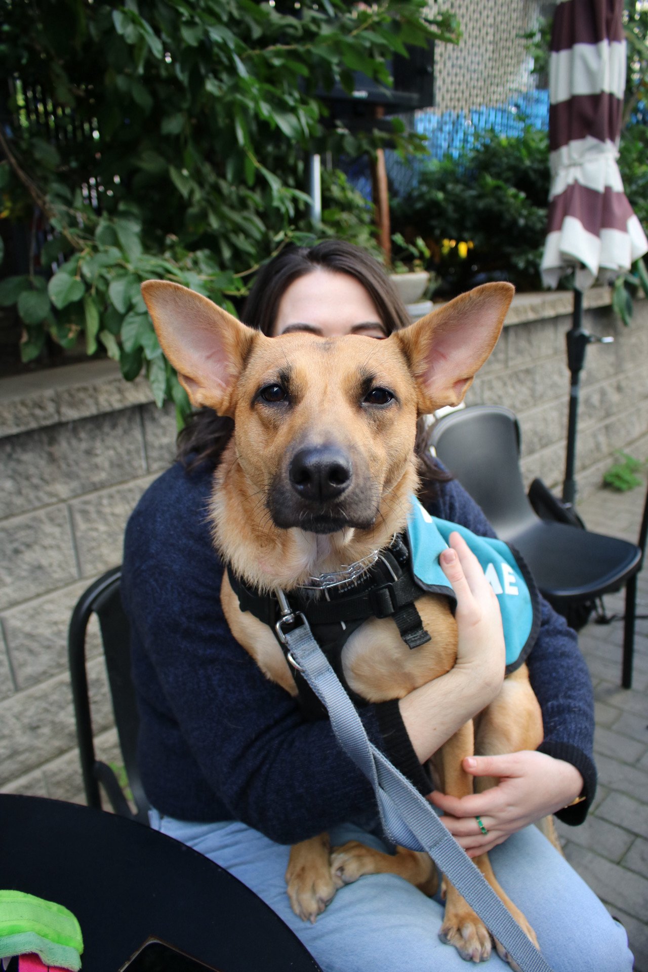 Everything Bagel - Adoption Event - Clare Lockhart 7.JPG