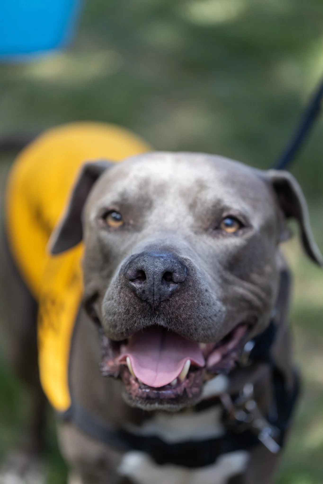 Tucks - Adoption Event - Alex Pai 95.jpg