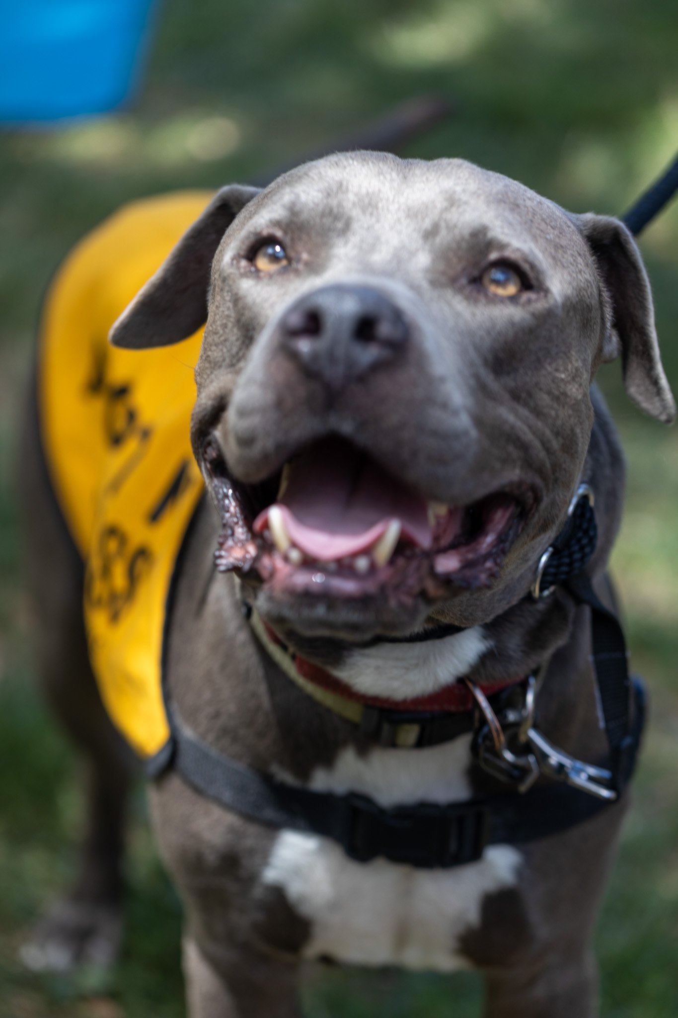 Tucks - Adoption Event - Alex Pai 85.jpg