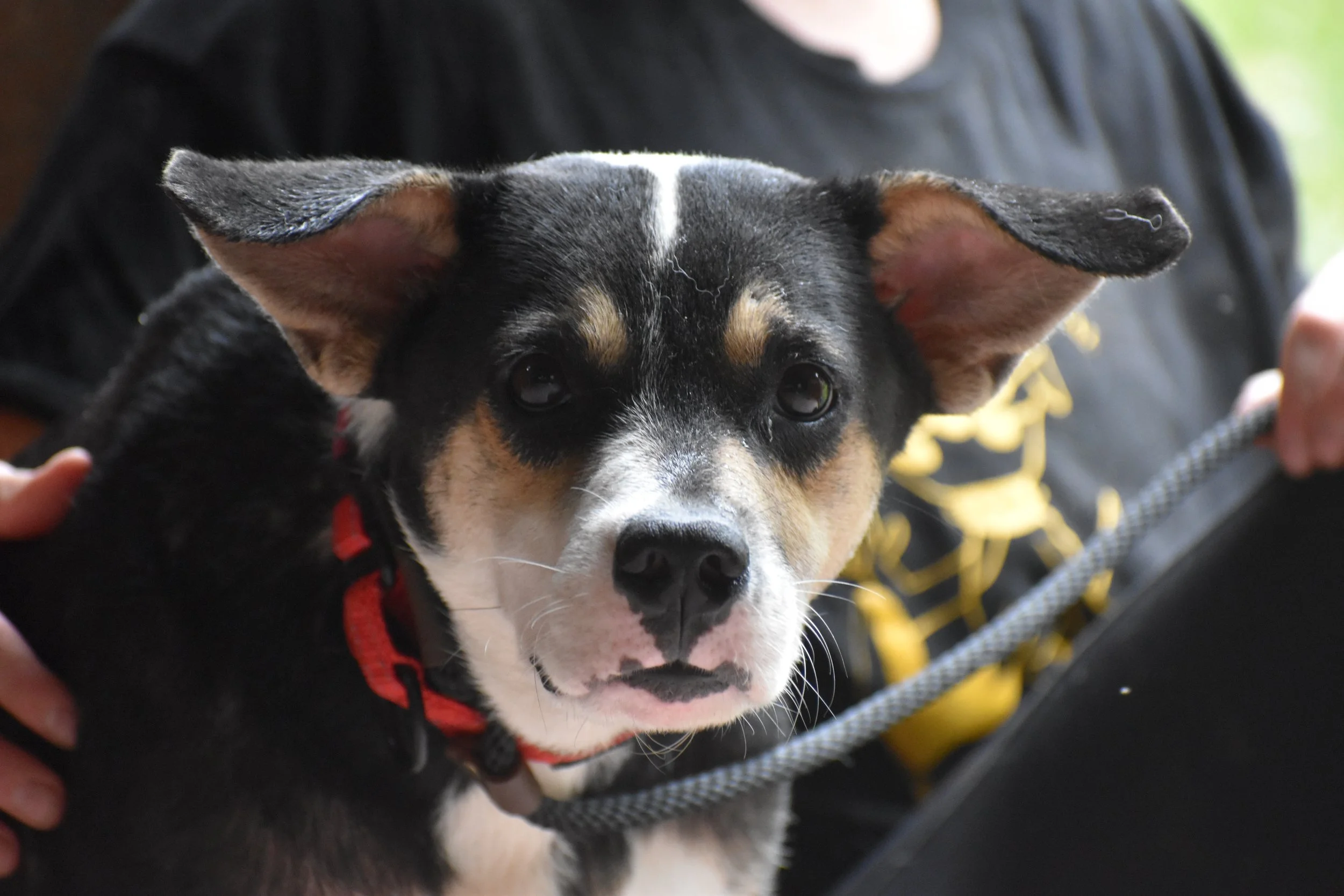 Maubi - close up.JPG