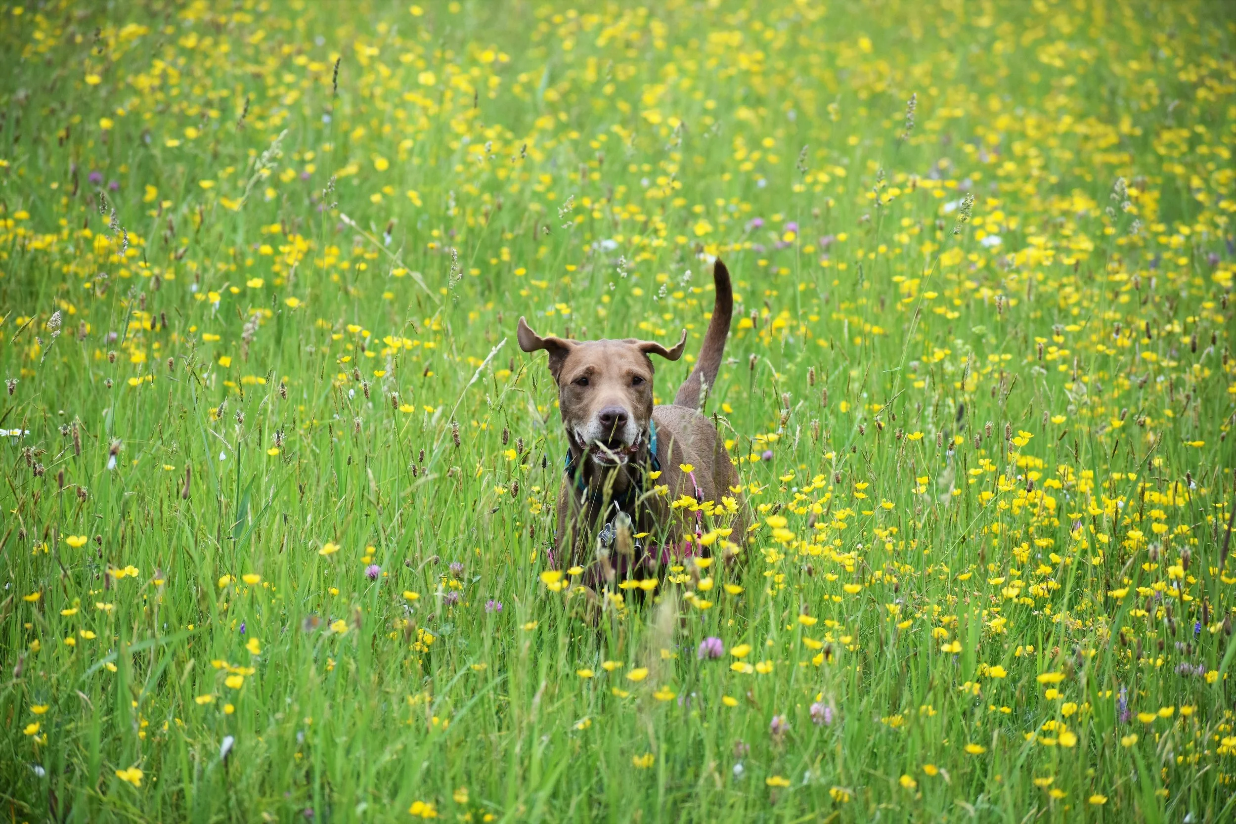 How To Prevent Heartworm In Dogs — Badass Animal Rescue