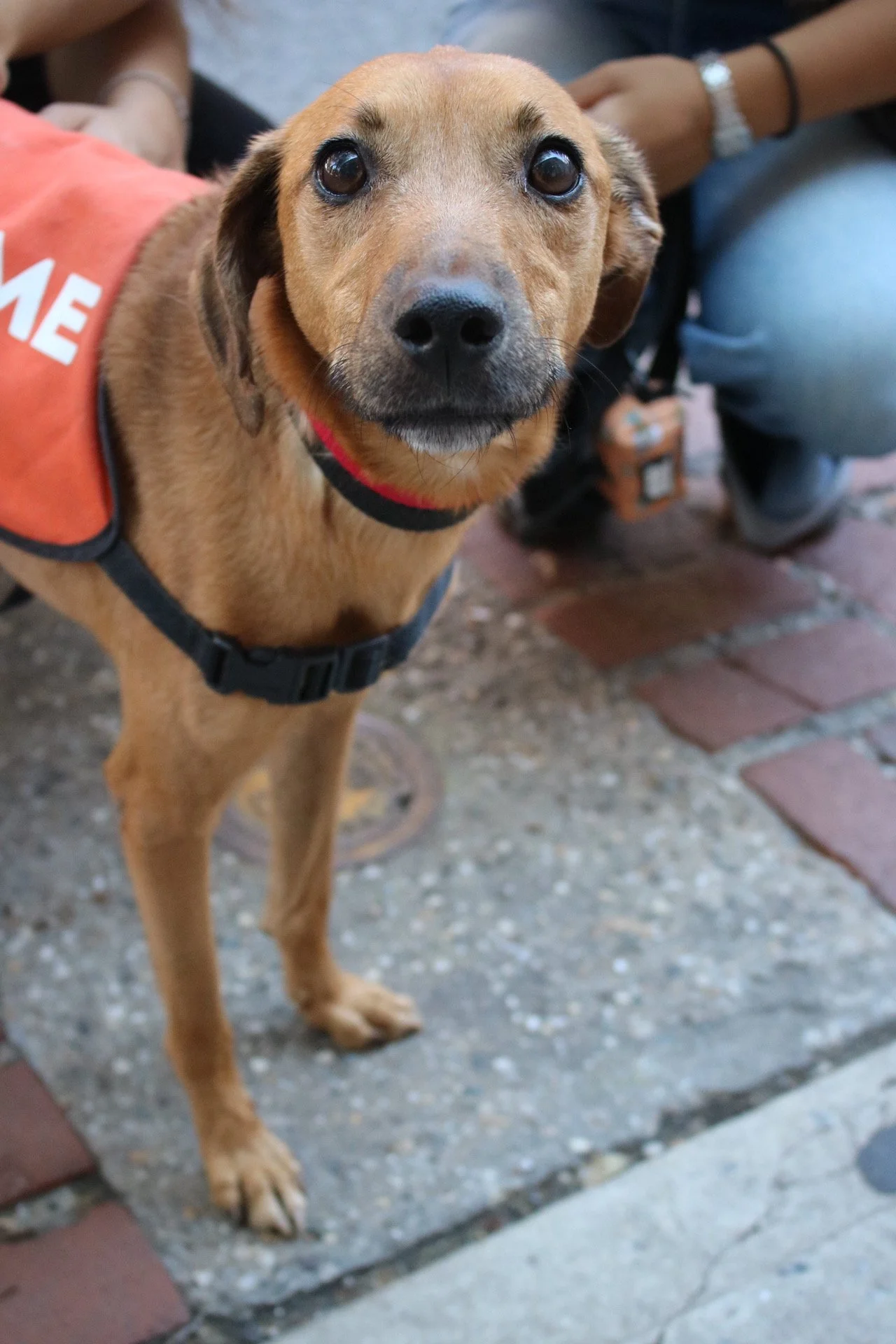 Zandoli - Adoption Event - Clare Lockhart 5.JPG
