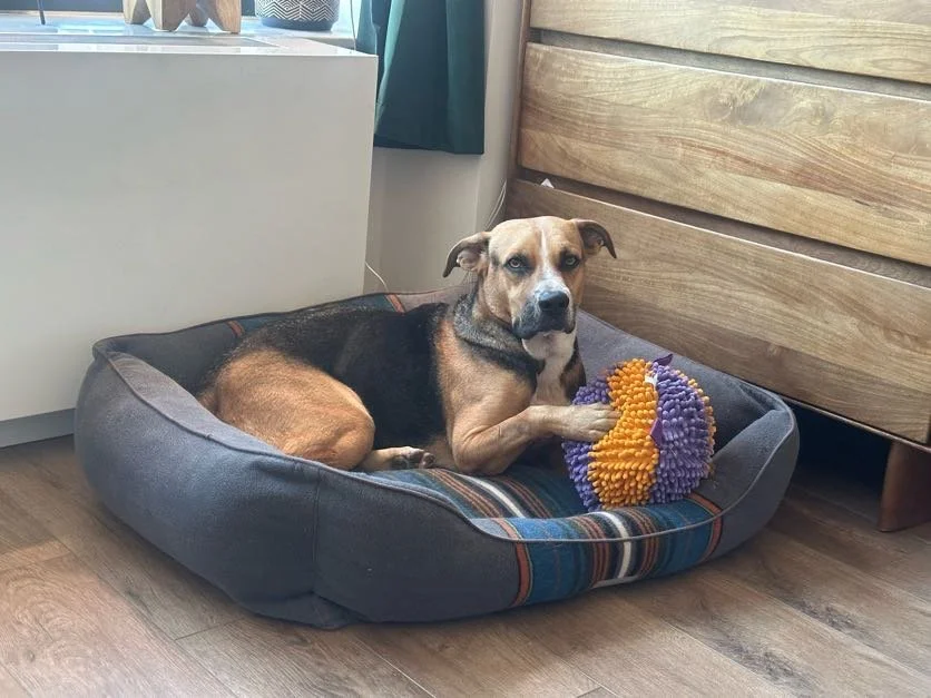 Rex - NYC Foster 37.jpeg