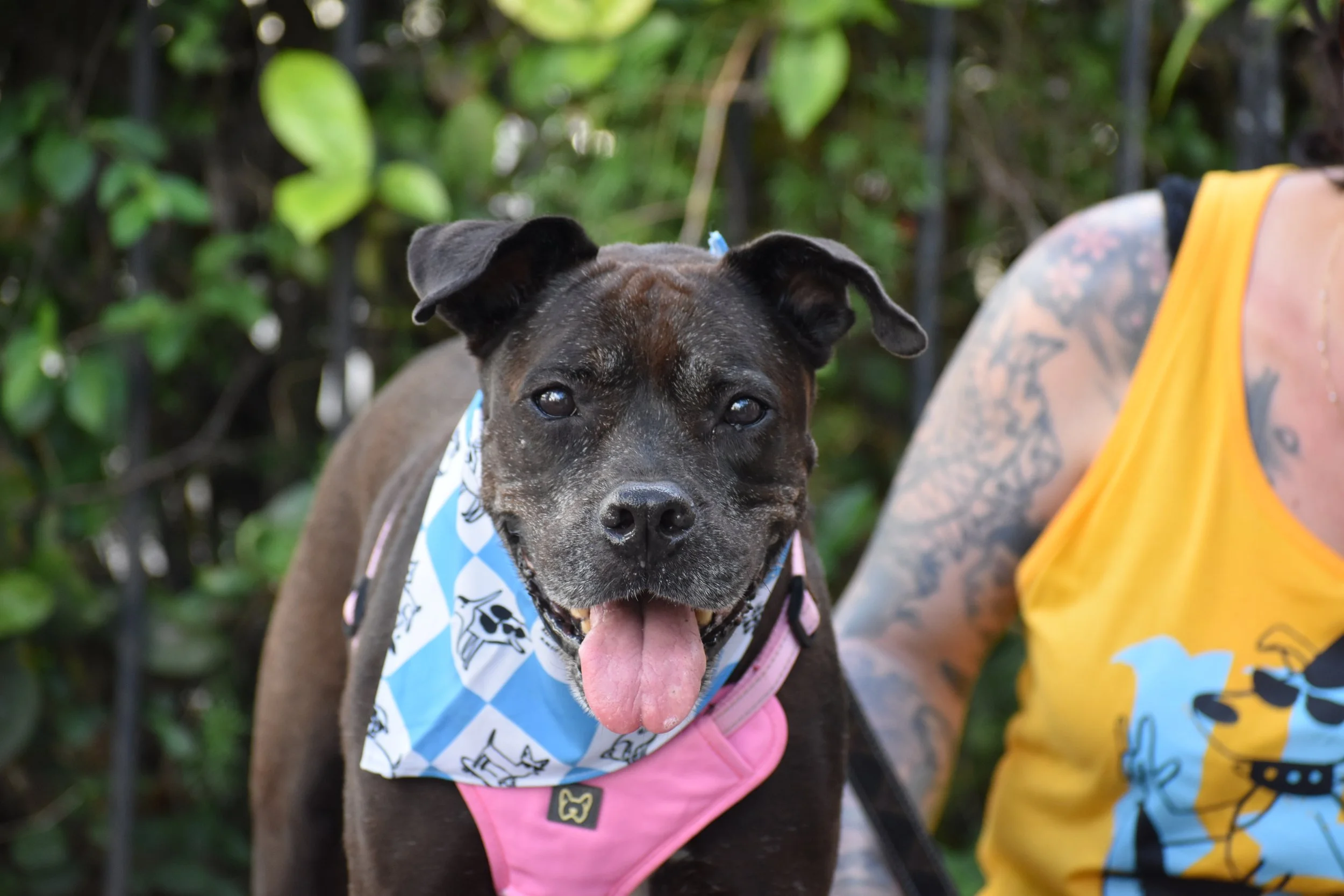 Iris - Shelter 8.JPG