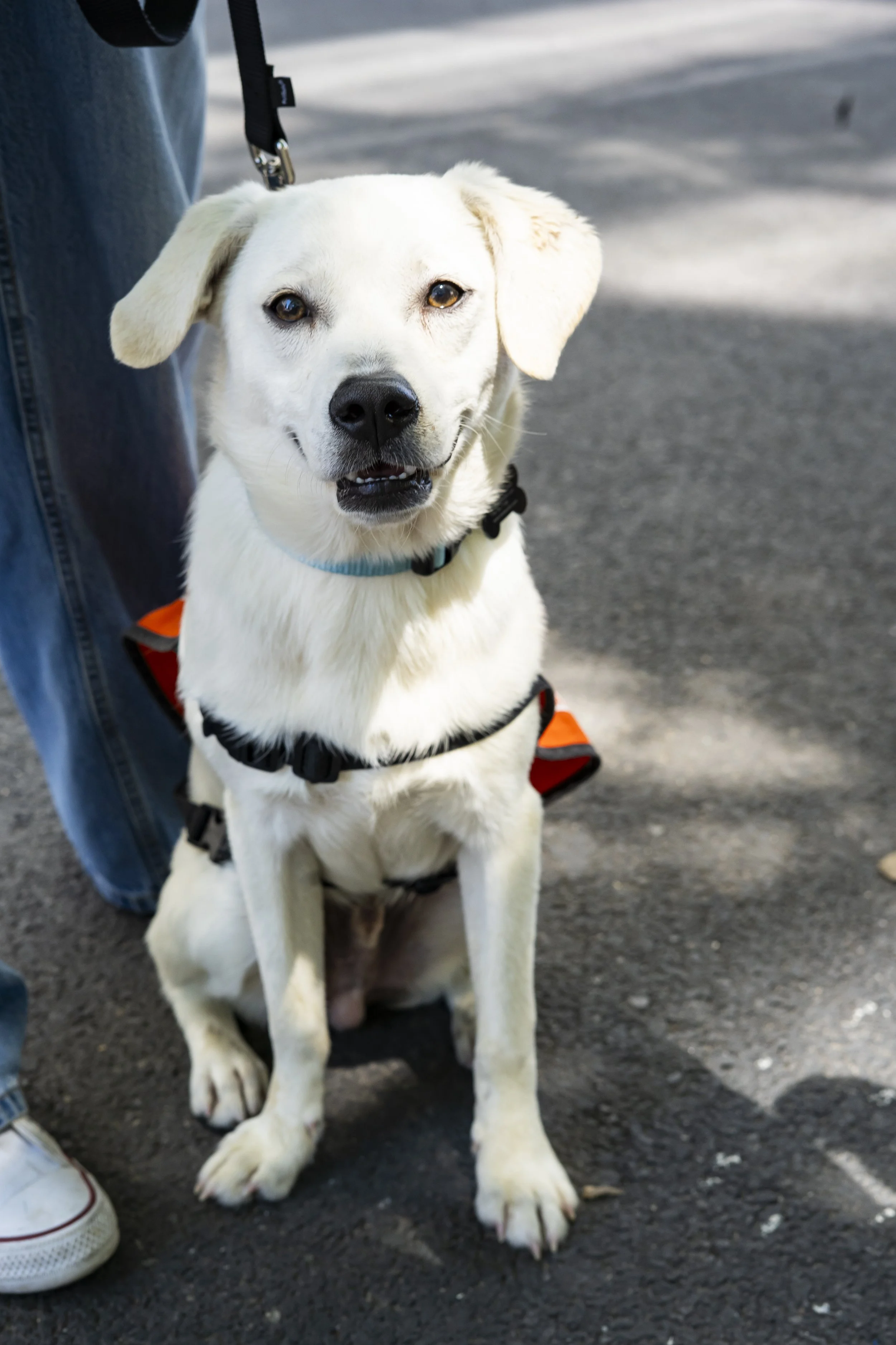 Turk - Adoption Event - Carly Boyle 5.jpg