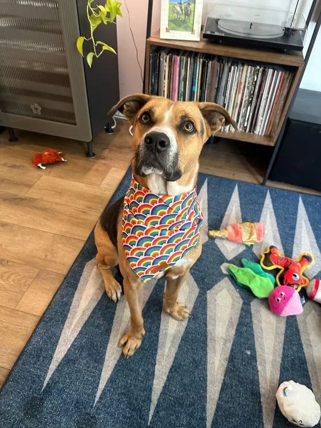 Rex - NYC Foster 45.jpeg