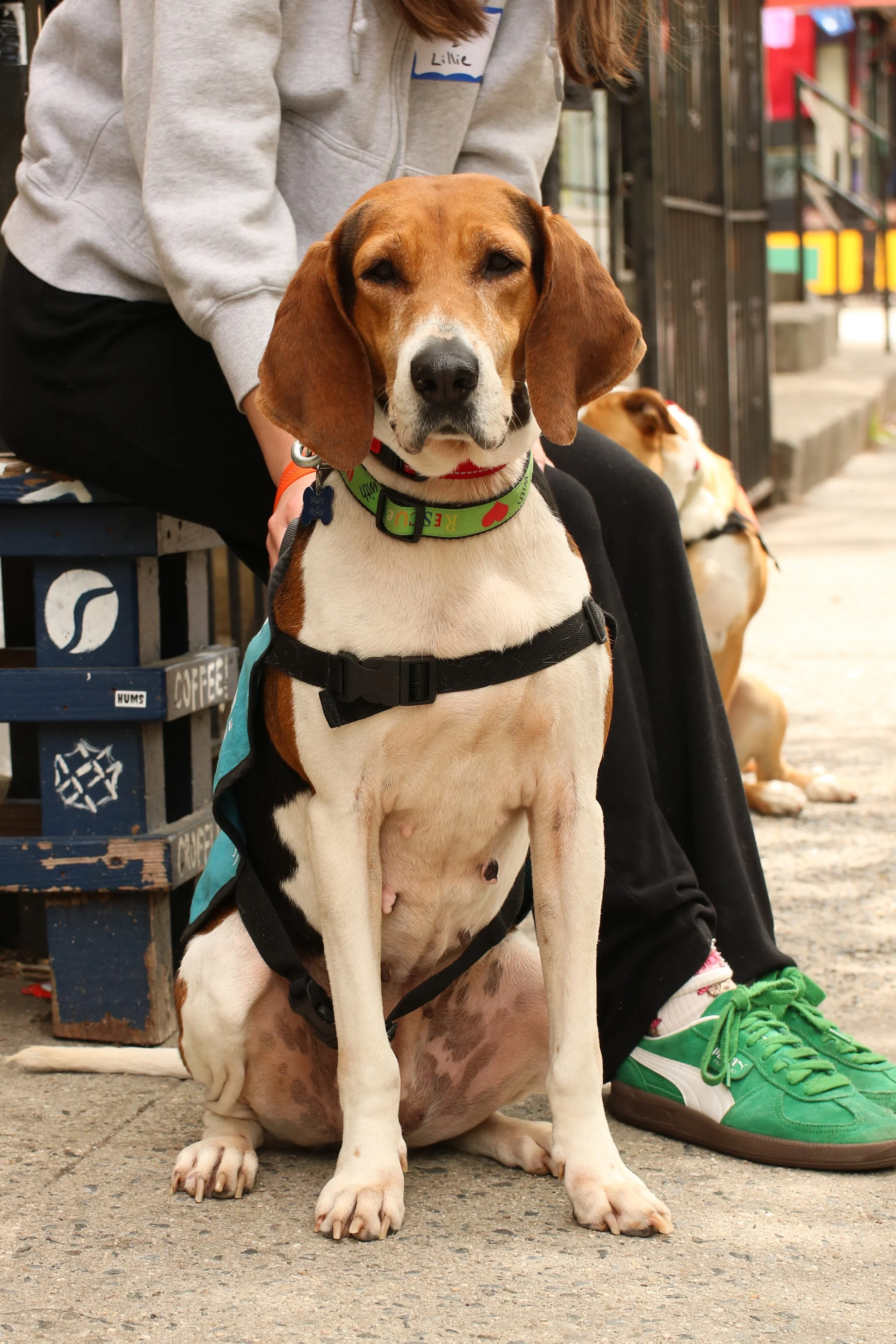 Golden - Adoption Event - Gigi Schweitzer 6 (2).jpg