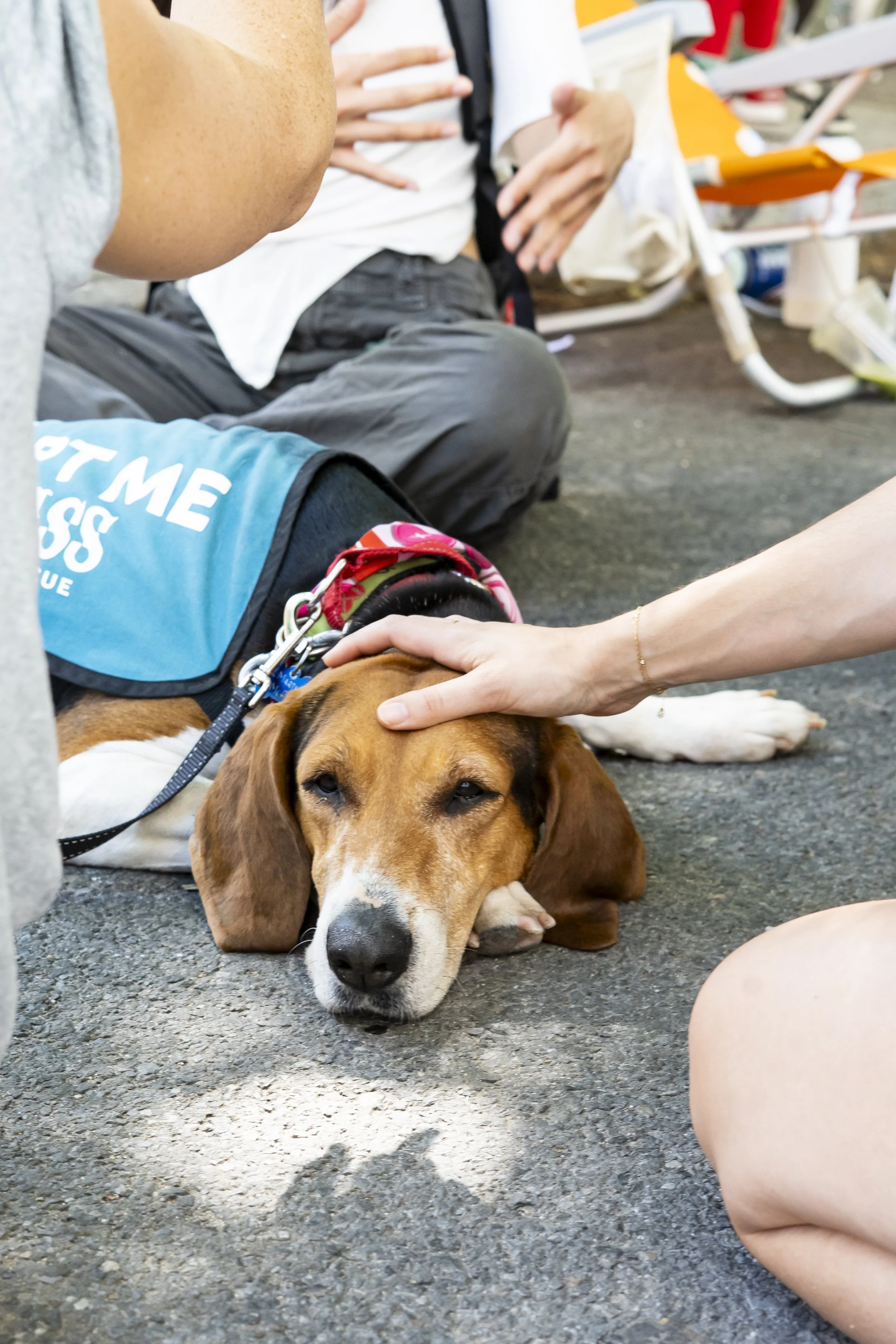 Golden - Adoption Event - Carly Boyle 4.jpg