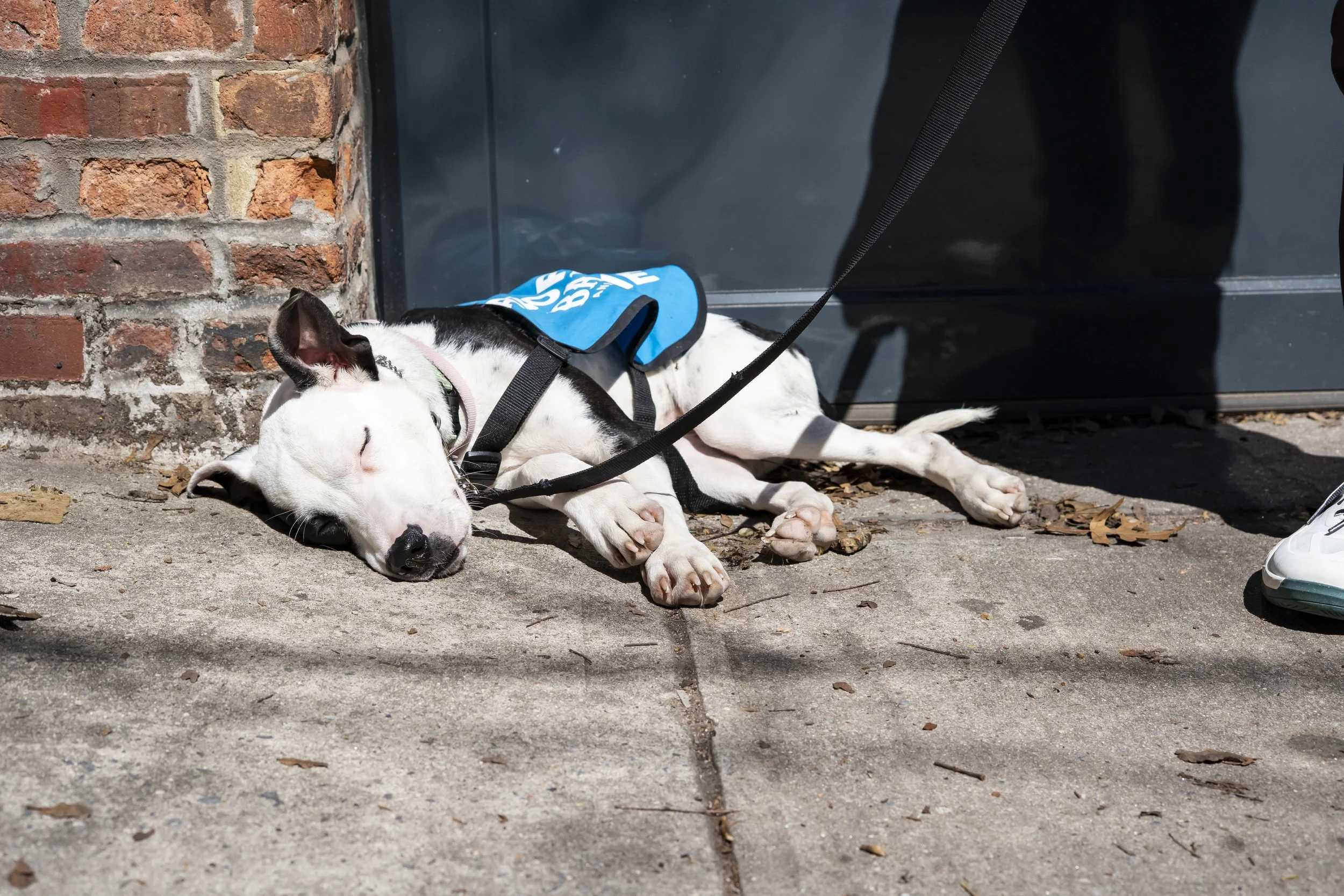 Mira - Adoption Event - Carly Boyle - 16.jpg