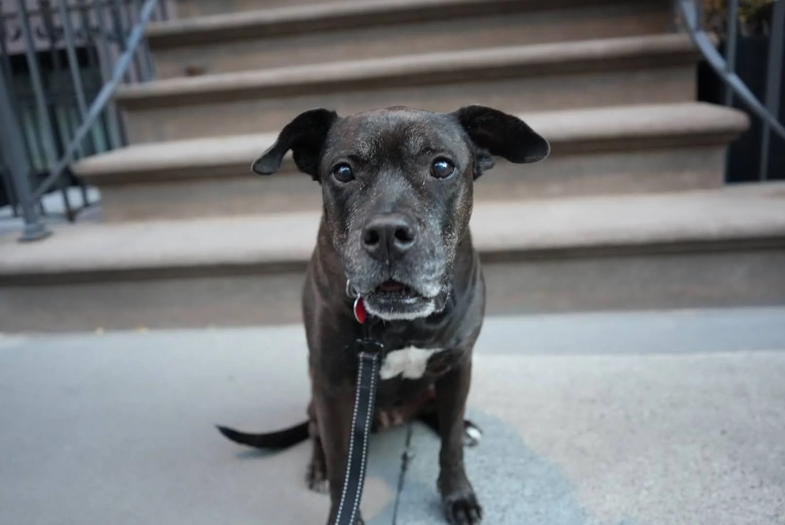 Iris - NYC Foster 16.JPG