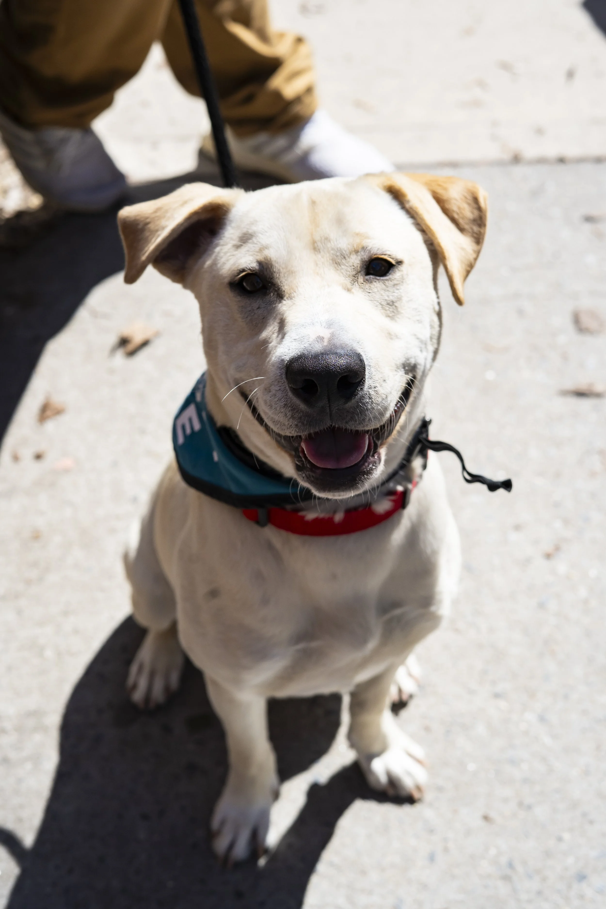 Celine - Adoption Event - Carly Boyle - 3.jpg