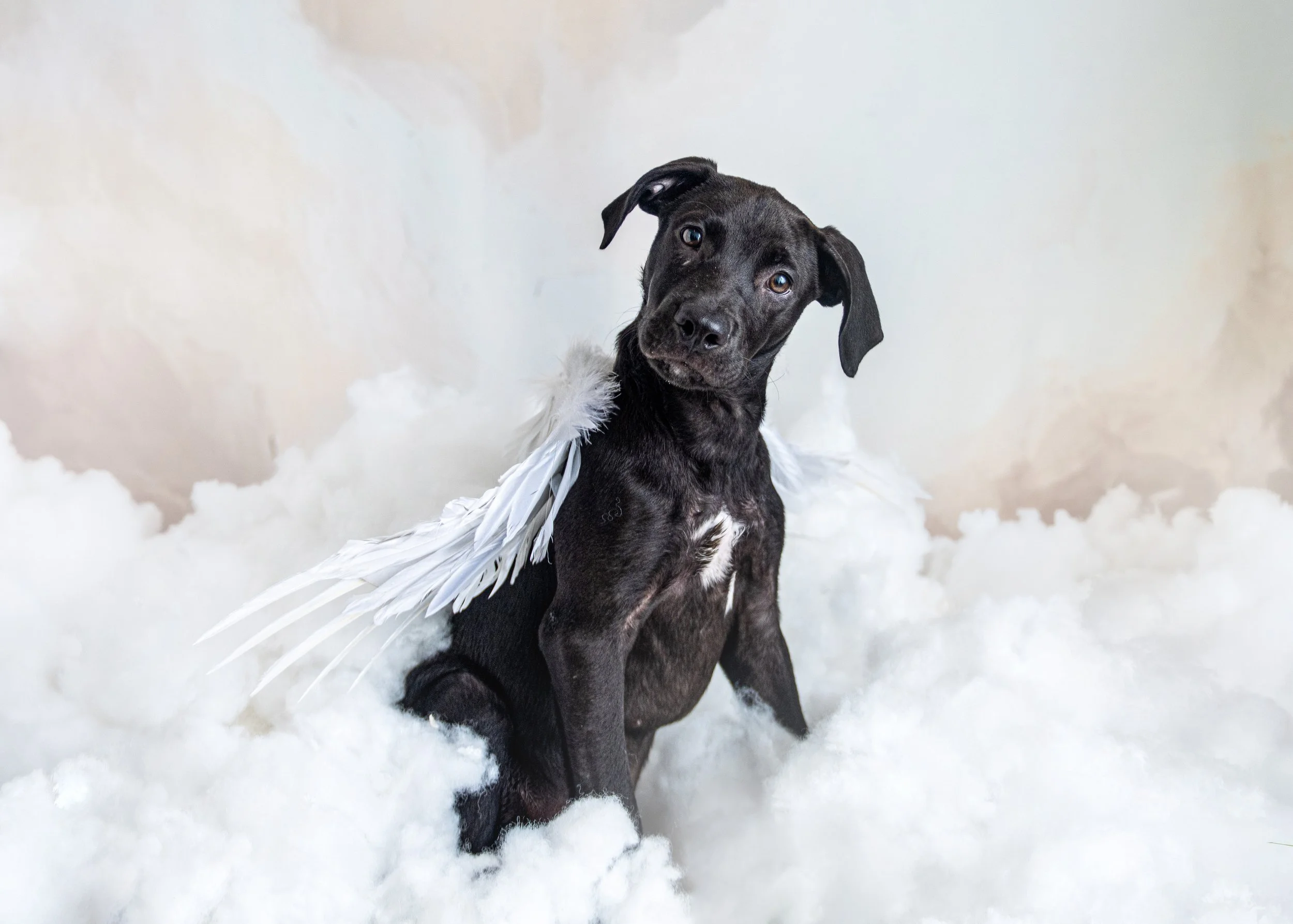 Louie-Bloo Raspberry - Angels Photoshoot - Jen Hillenga 3.jpg