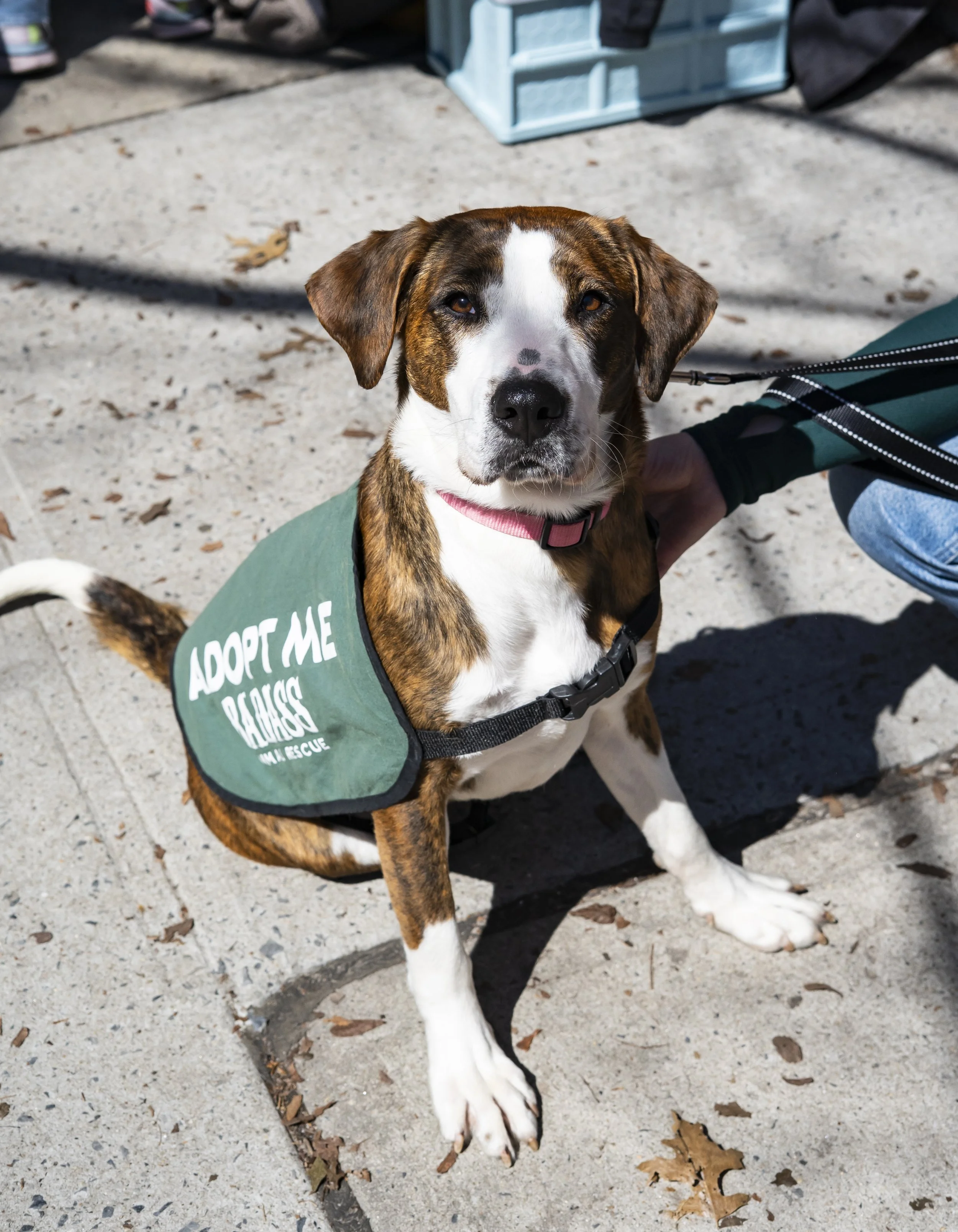 Natalie Anderson - Adoption Event - Carly Boyle - 10.jpg