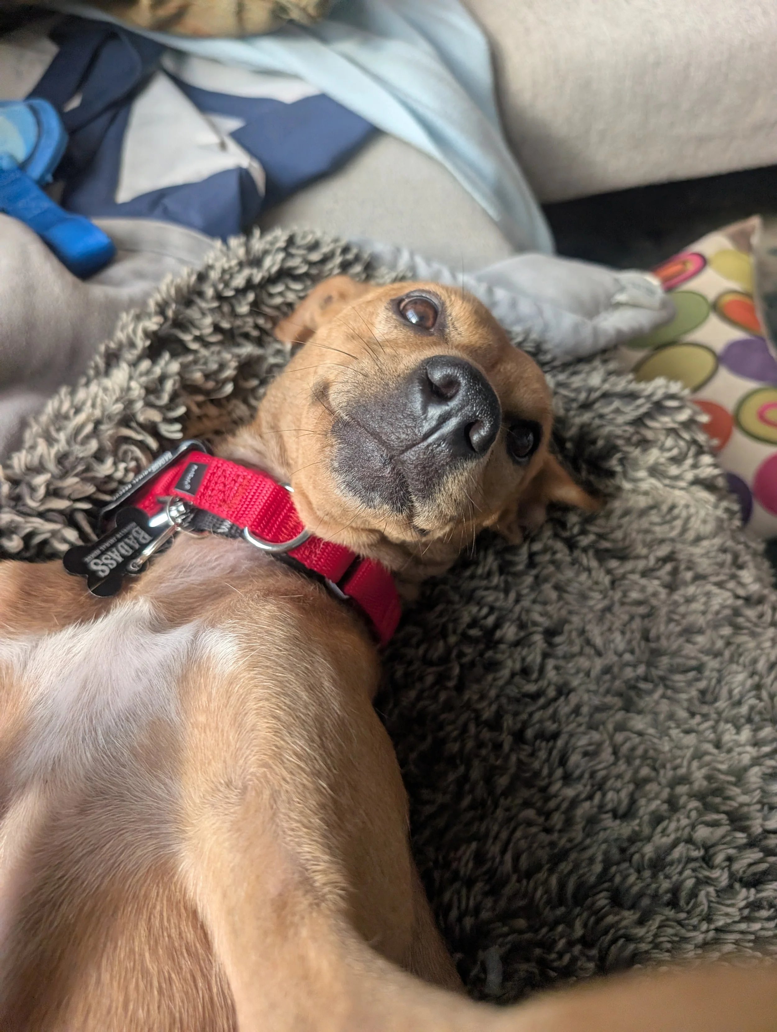Zandoli - NYC Foster 13.jpg