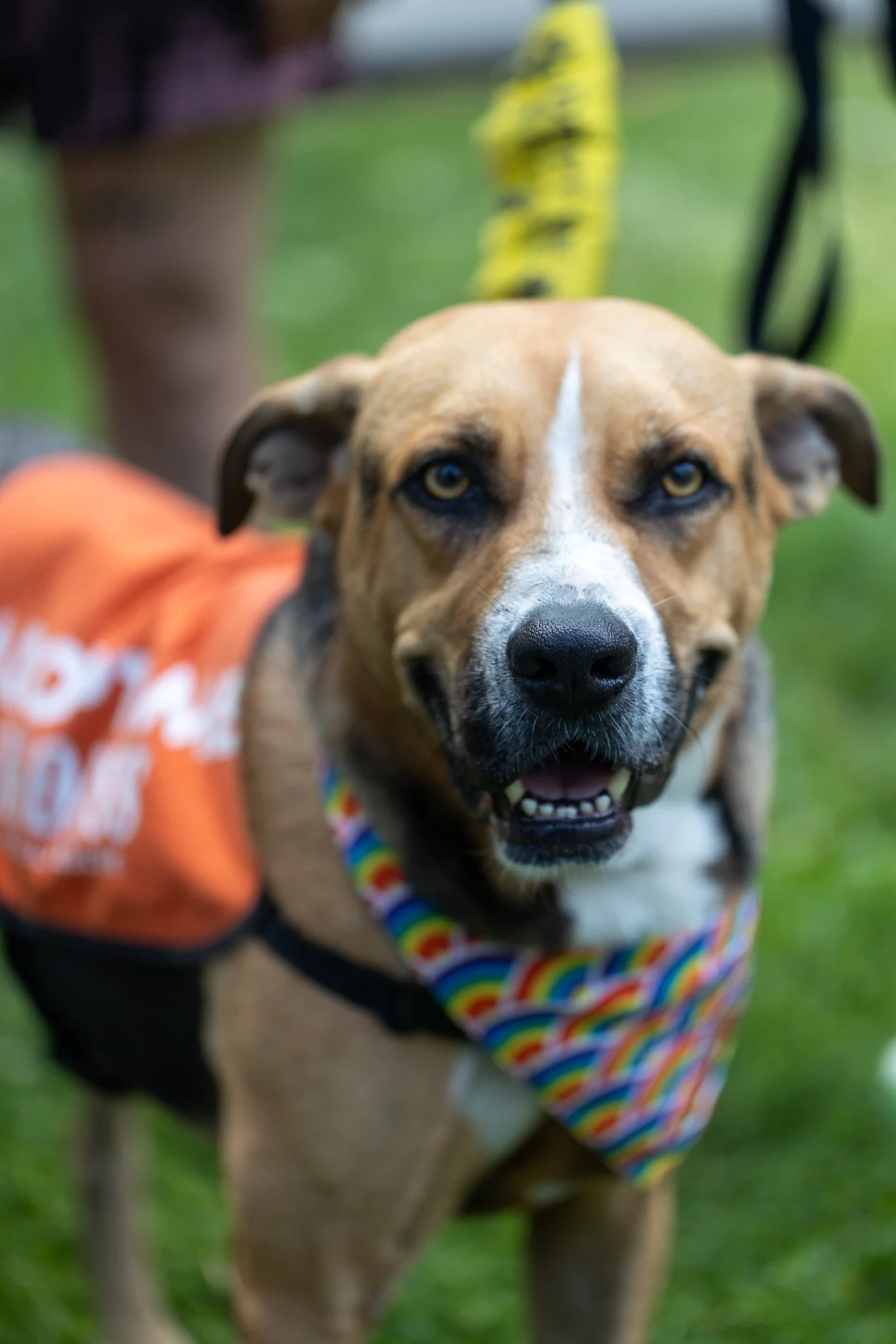 Rex - Adoption Event - Alex Pai 39.jpg