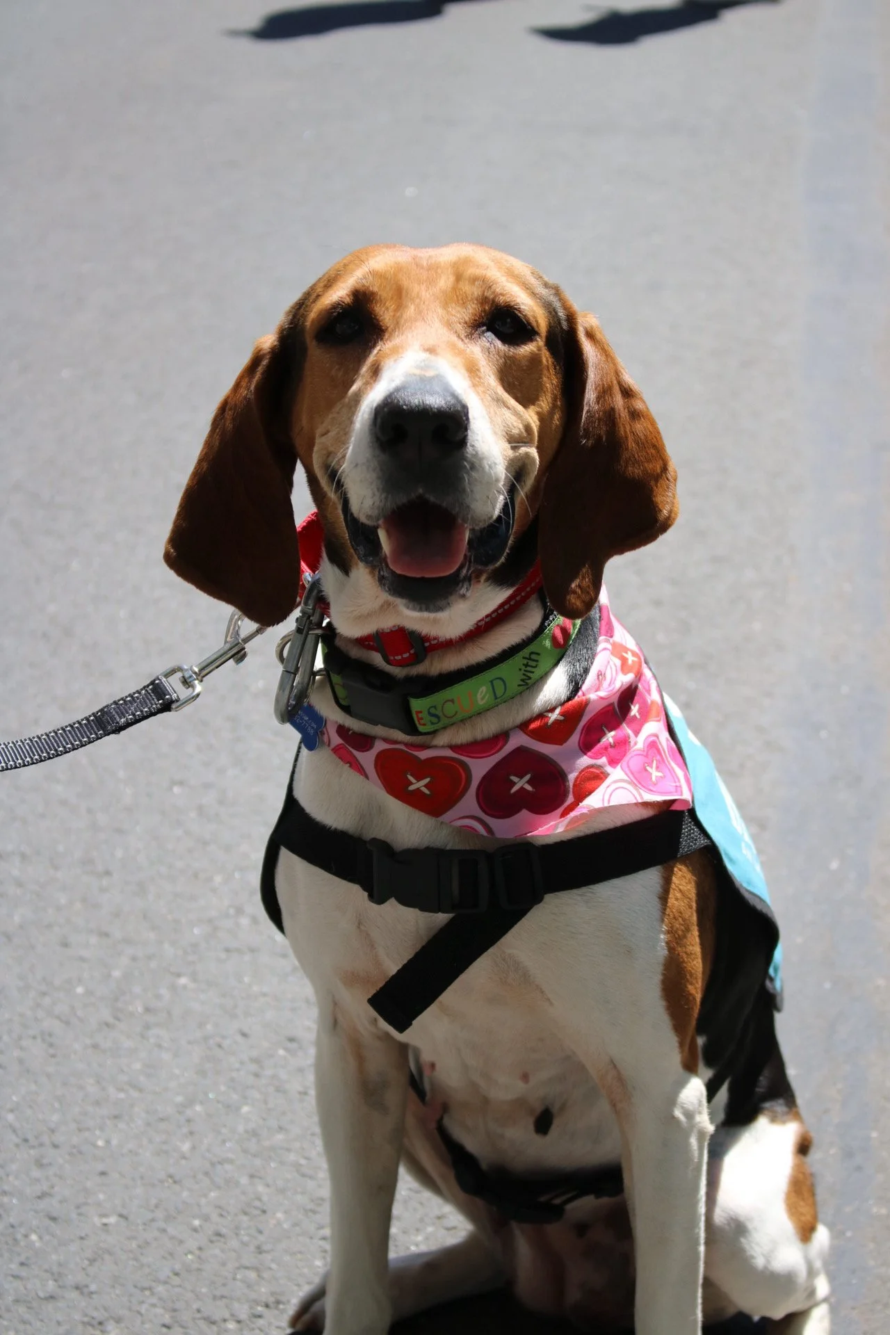 Golden - Adoption Event - Clare Lockhart 6.JPG