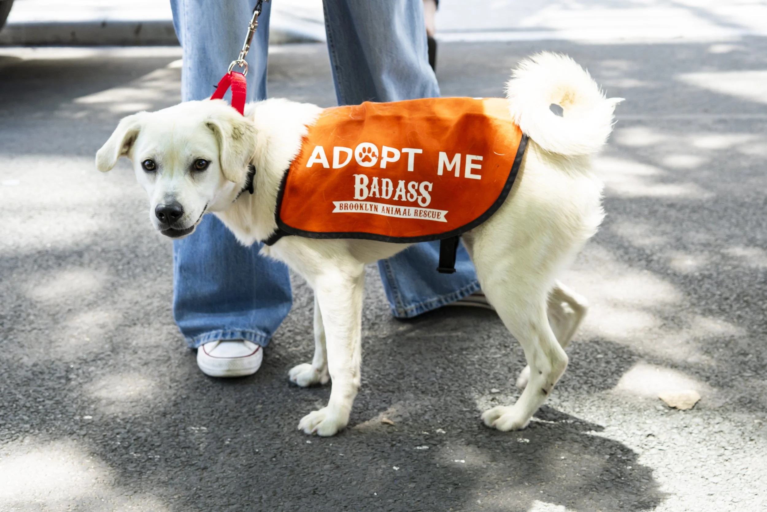 Turk - Adoption Event - Carly Boyle 7.jpg