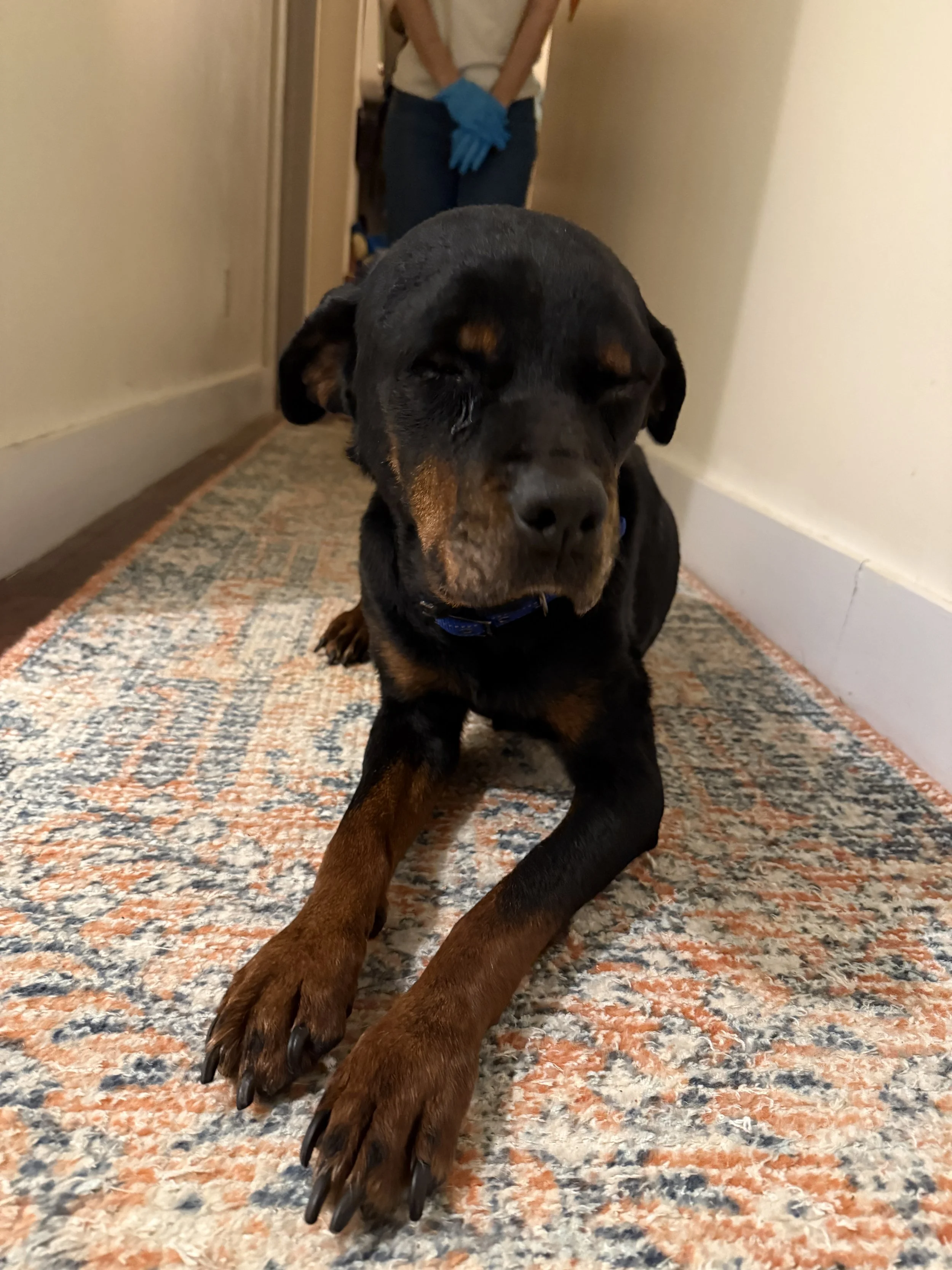 Jane Goodall - NYC Foster 2.jpeg