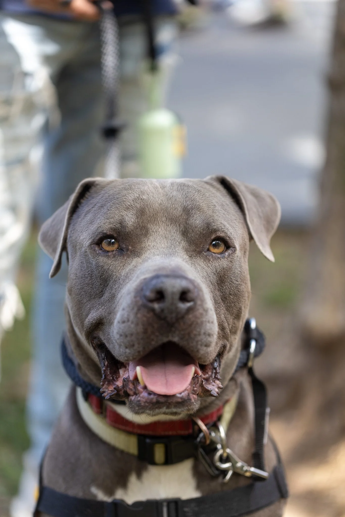 Tucks - Adoption Event - Alex Pai 48.jpg