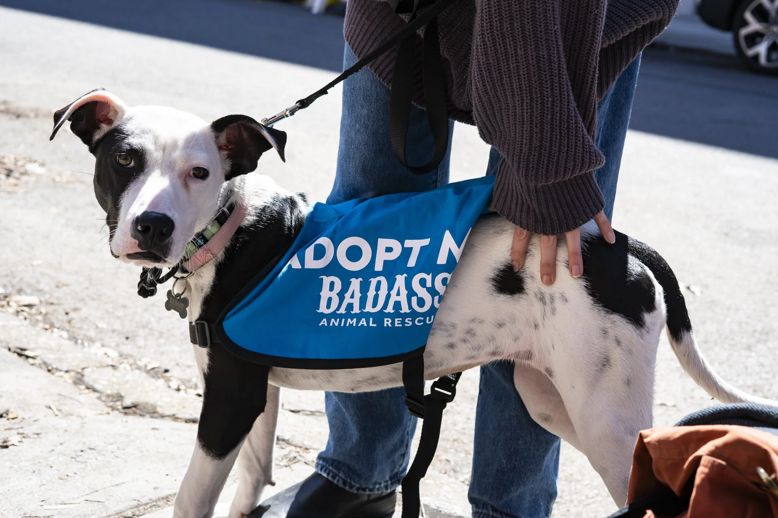 Mira - Adoption Event - Carly Boyle - 11 (1).jpg