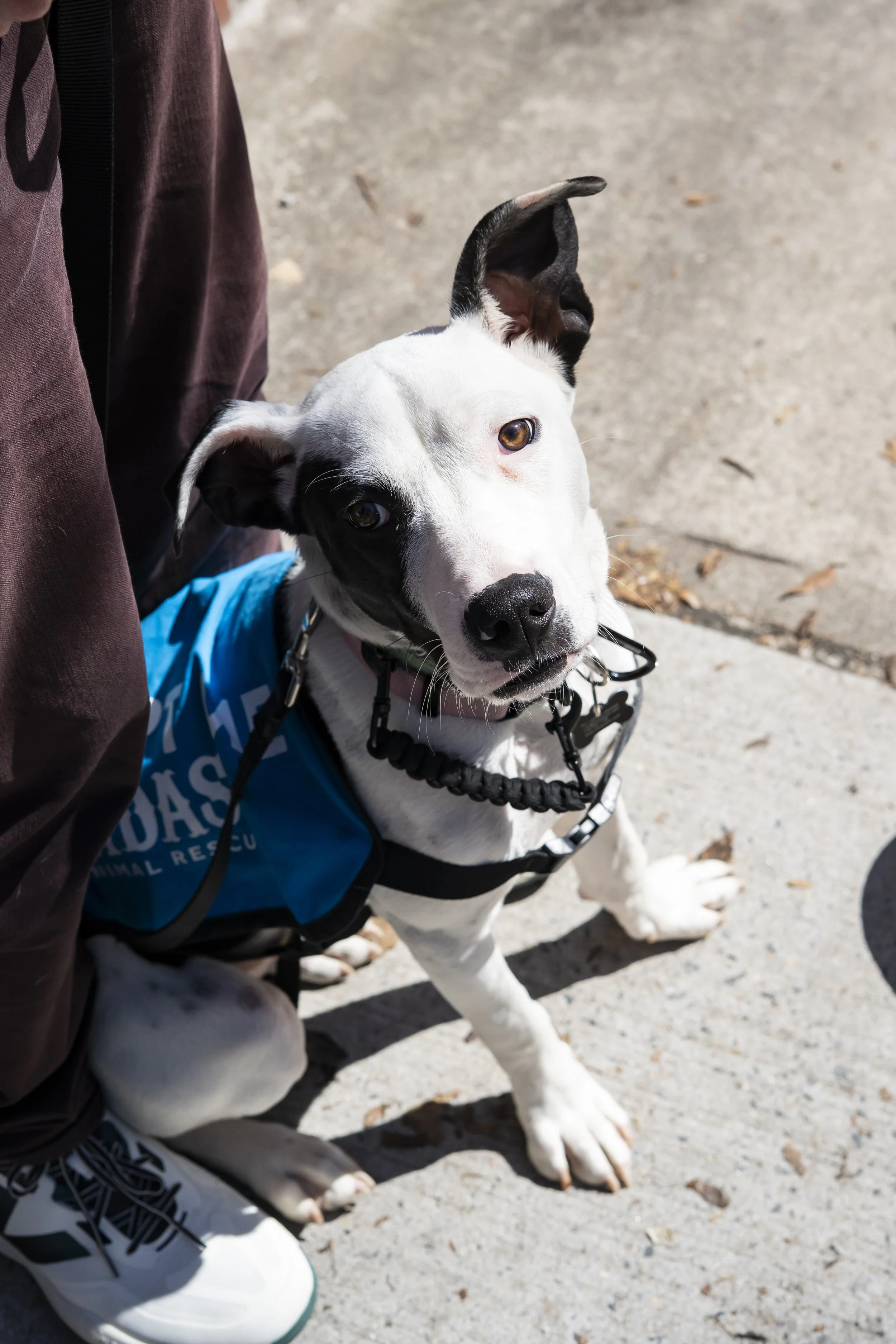 Mira - Adoption Event - Carly Boyle - 4.jpg