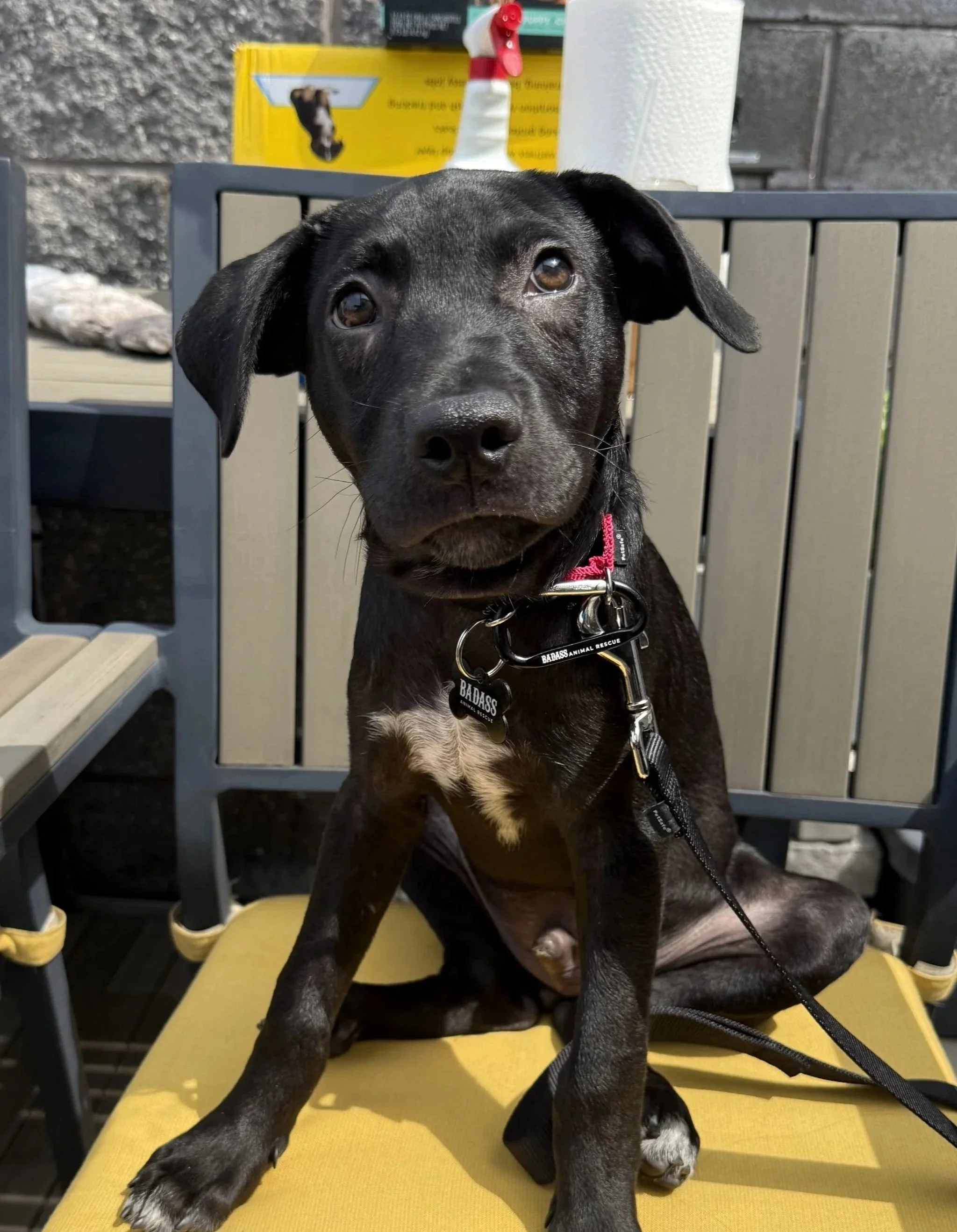 DJ Tropicool