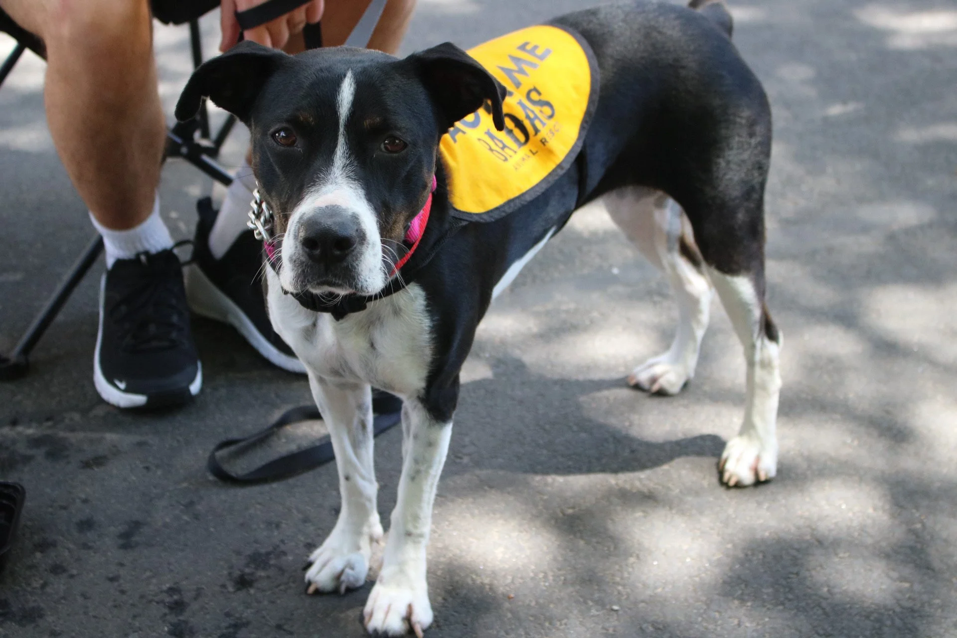 Freret - Adoption Event - Clare Lockhart 10.JPG