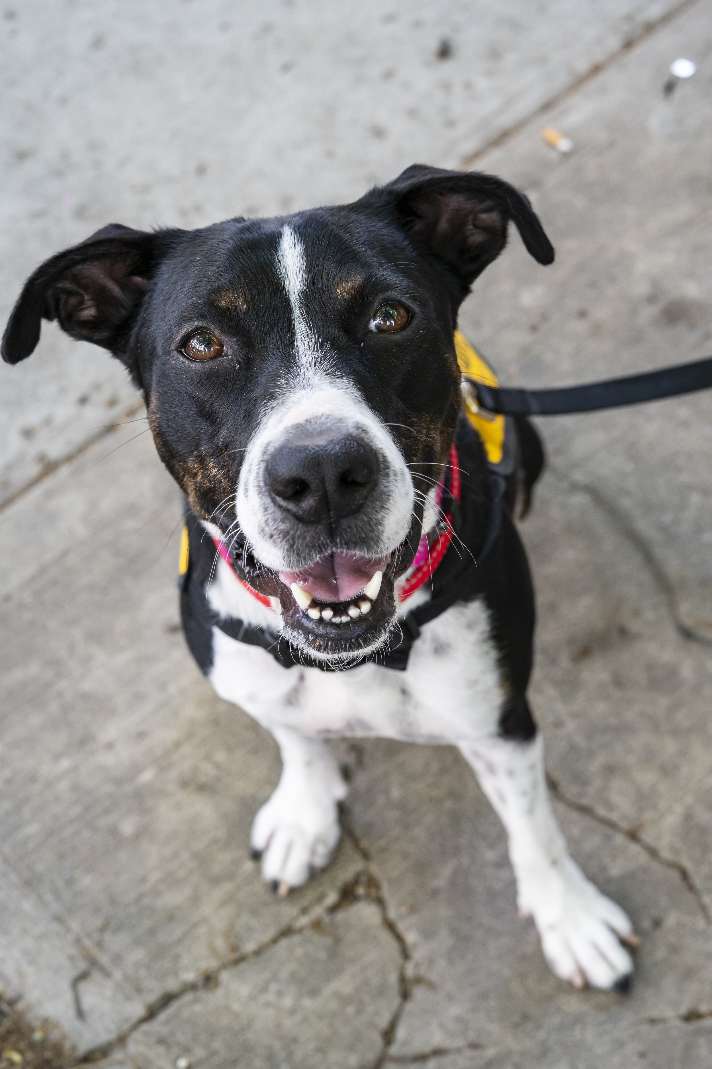 Freret - Adoption Event - Carly Boyle 1.jpg