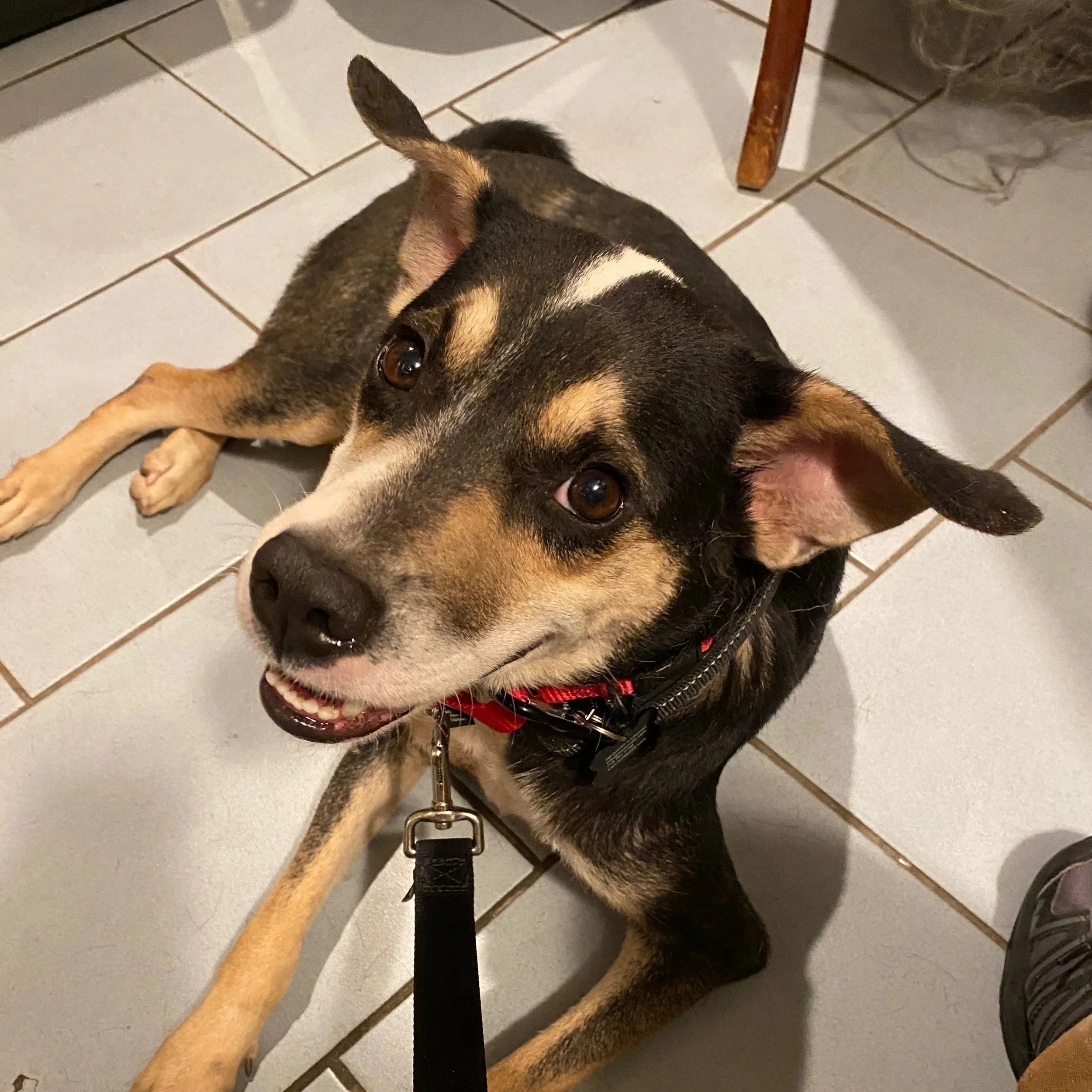 Maubi