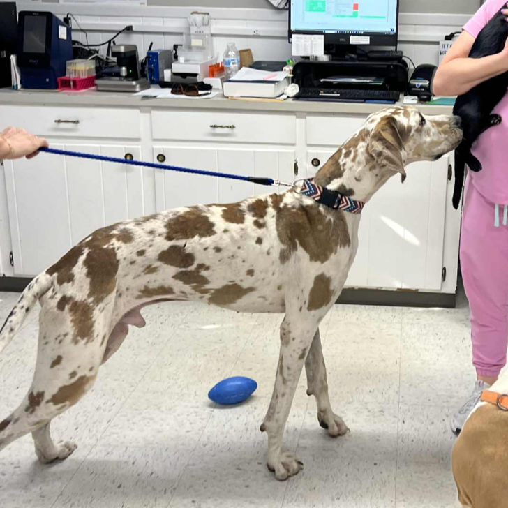 Jinu - Shelter 1.png